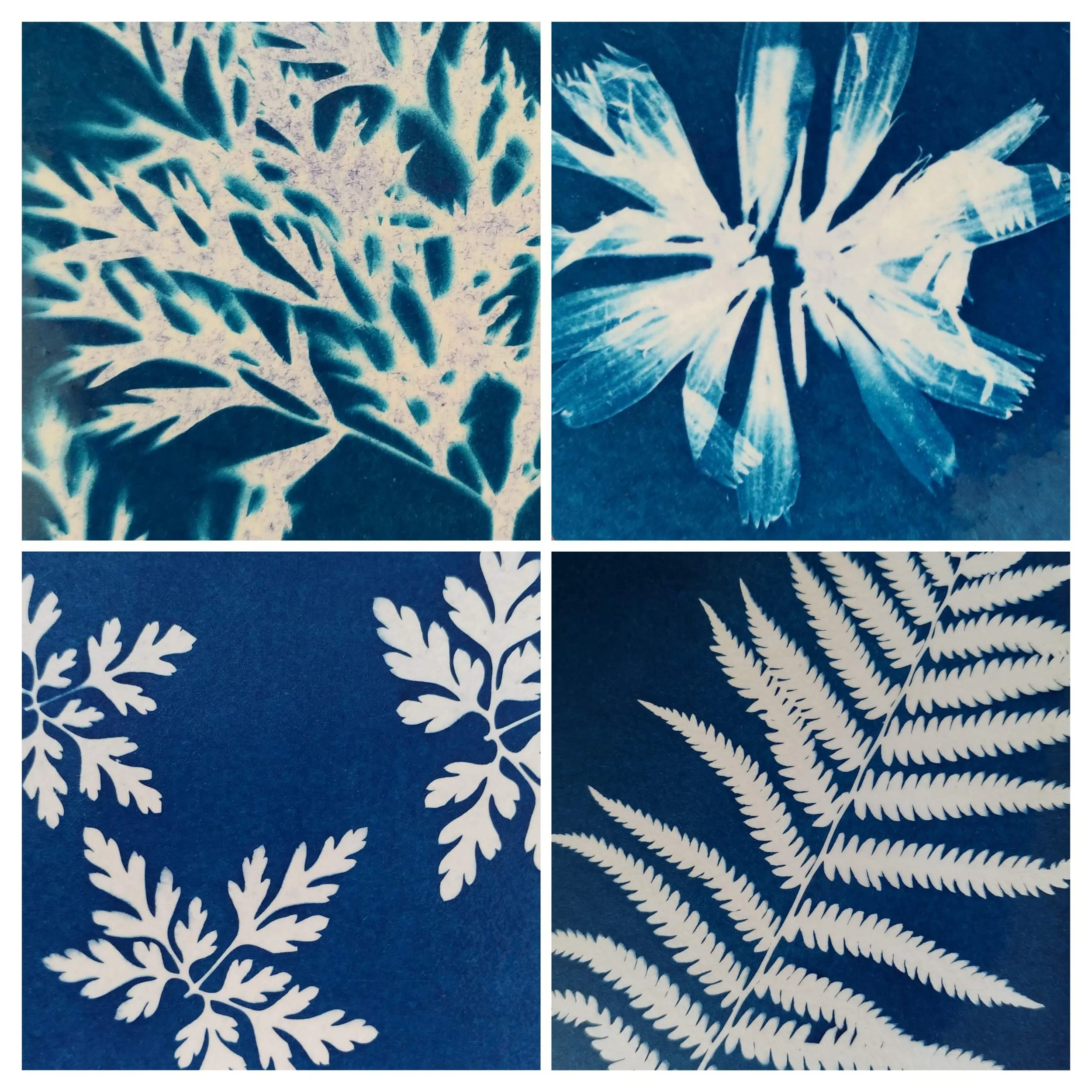 FabienneGood-cyanotype-COLLAGE.jpg