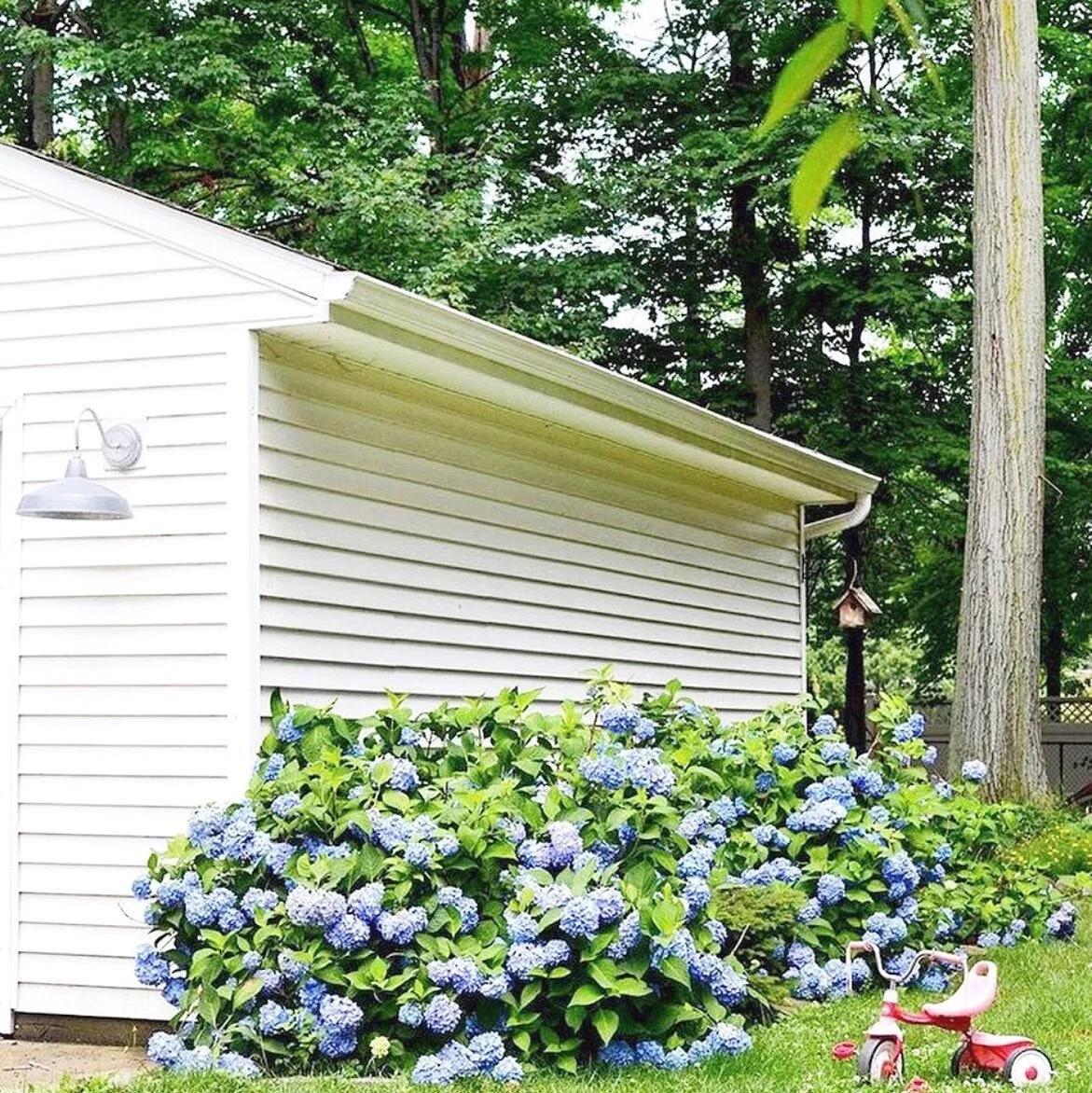 It’s hydrangea season! These were mine, in Cleveland. I just planted some at the new house and I’m hoping I can get them to grow well in the South. Anyone have tips?