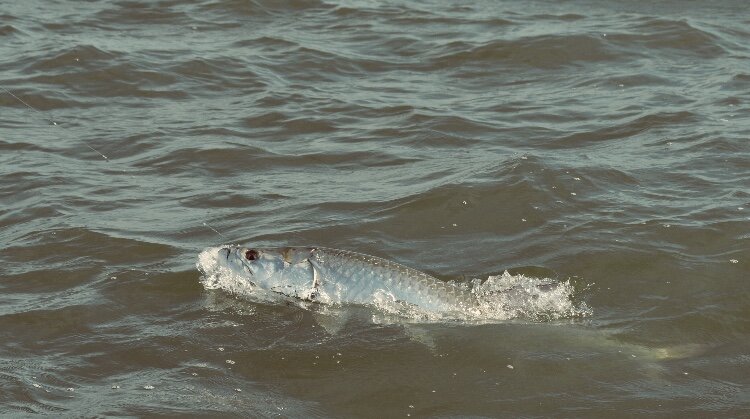 Homosassa tarpon guides