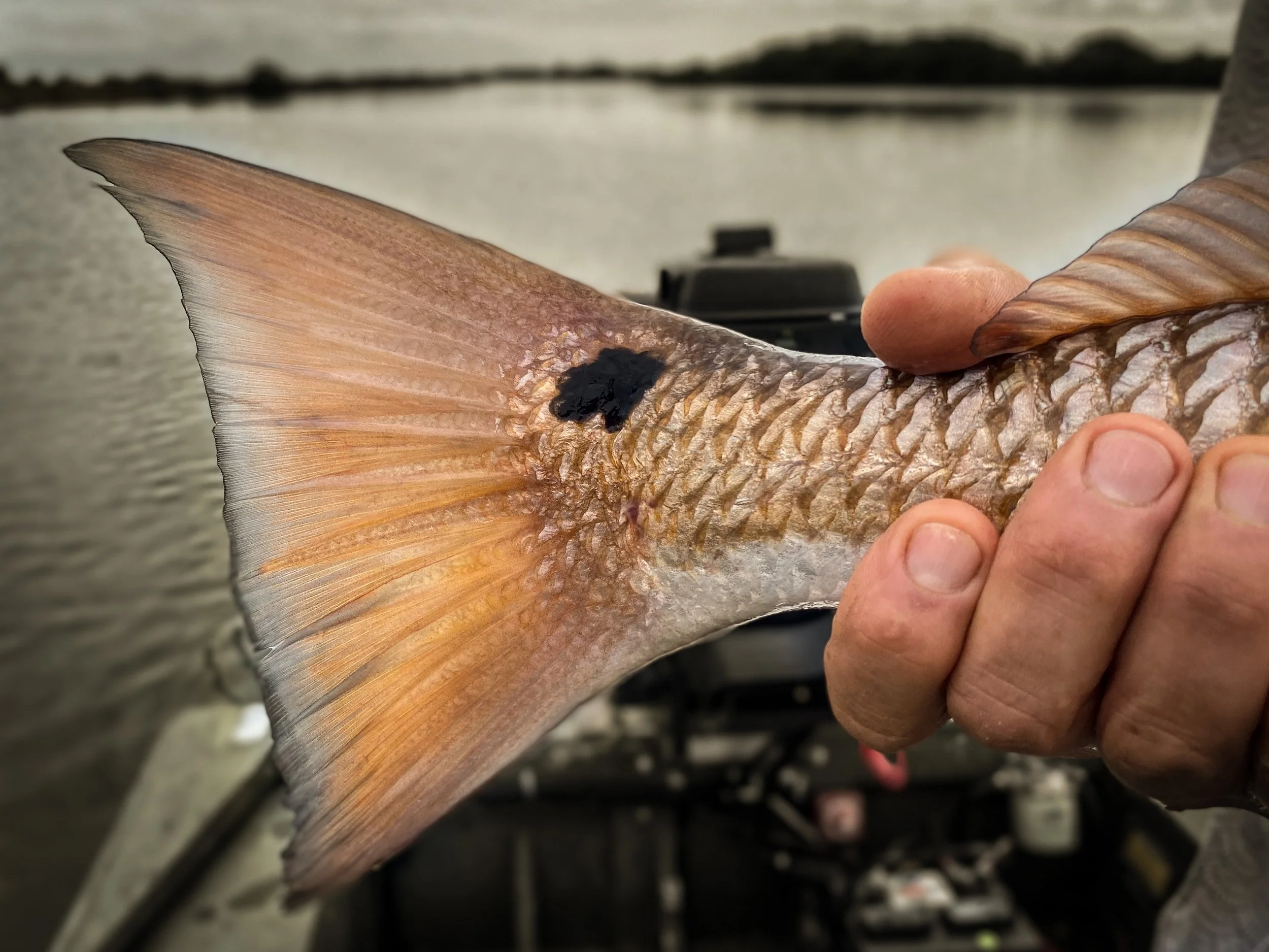 Fall Redfish in Cedar Key