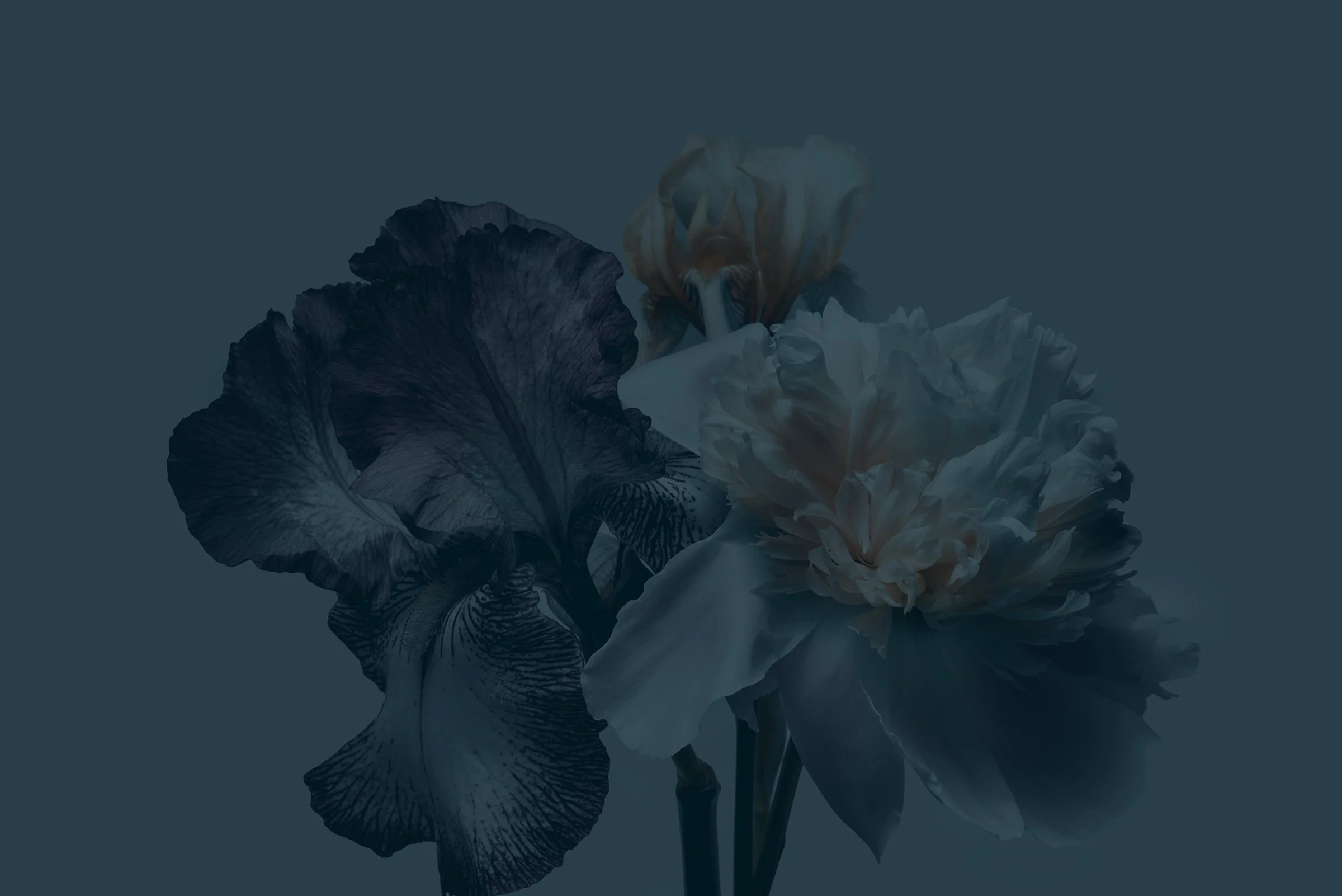 Peony-small-blue.jpg