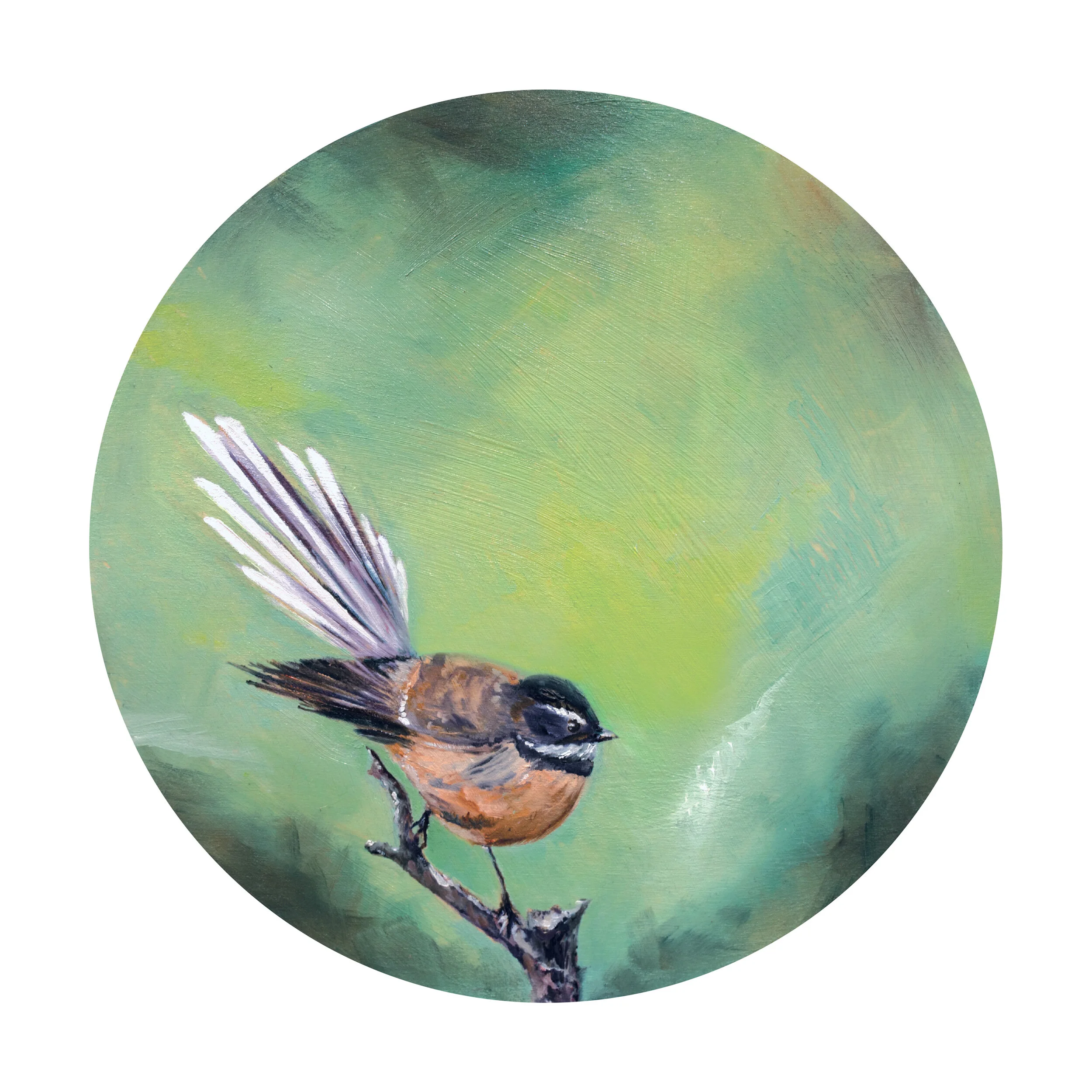 A Fantail's Life