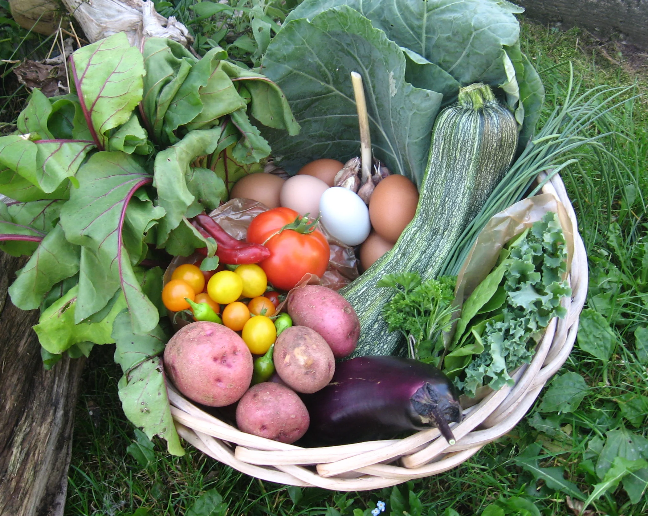 Diaspora Gardens Brochure