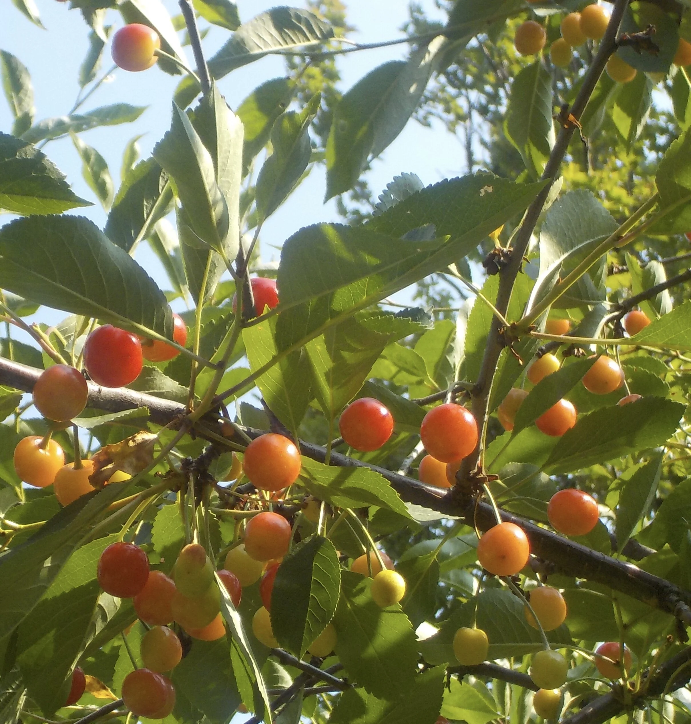  To Repair Our Lives - The Fullness of July, Beginning of August 2021