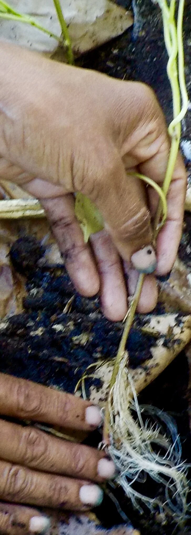 To Repair Our Lives - Height of August, 2021