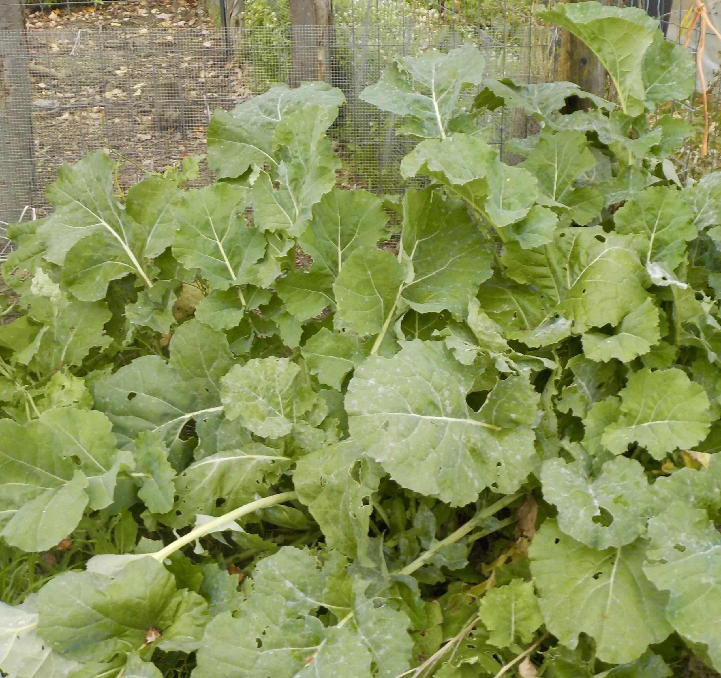 To Repair Our Lives - Mid November, 2021