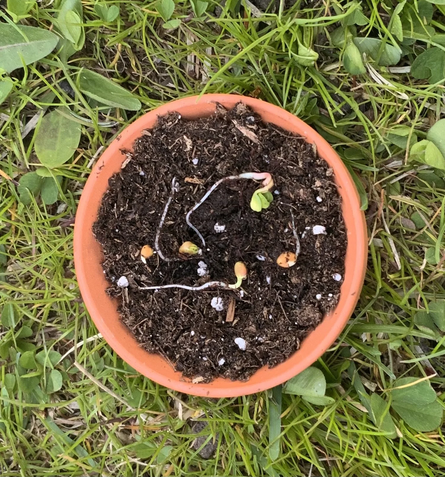 Small sprouts growing in a terracotta pot placed on grass.