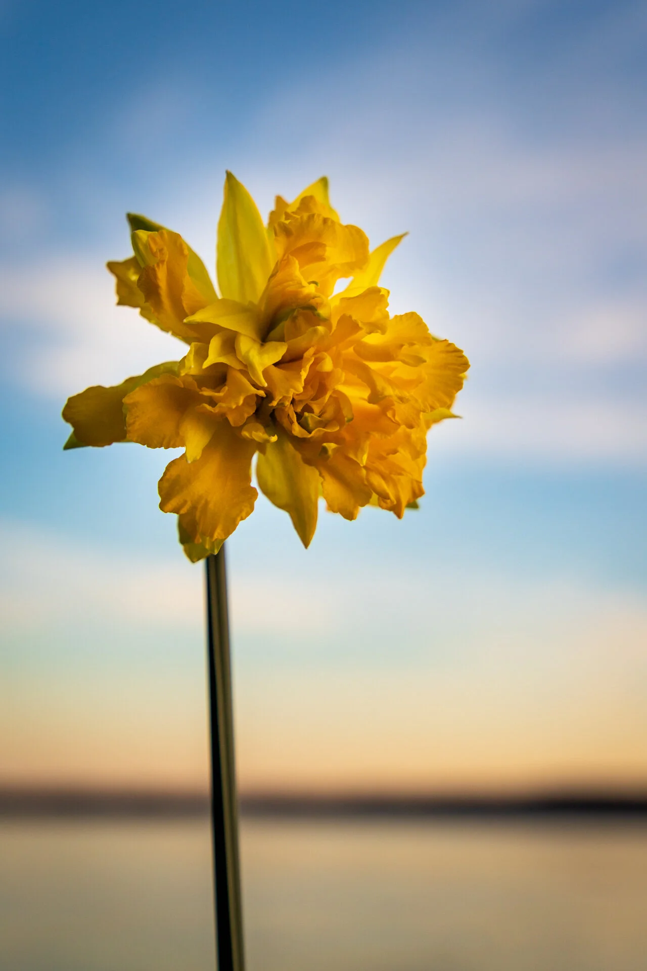 1200 - Multi-Petal Sunset.jpg