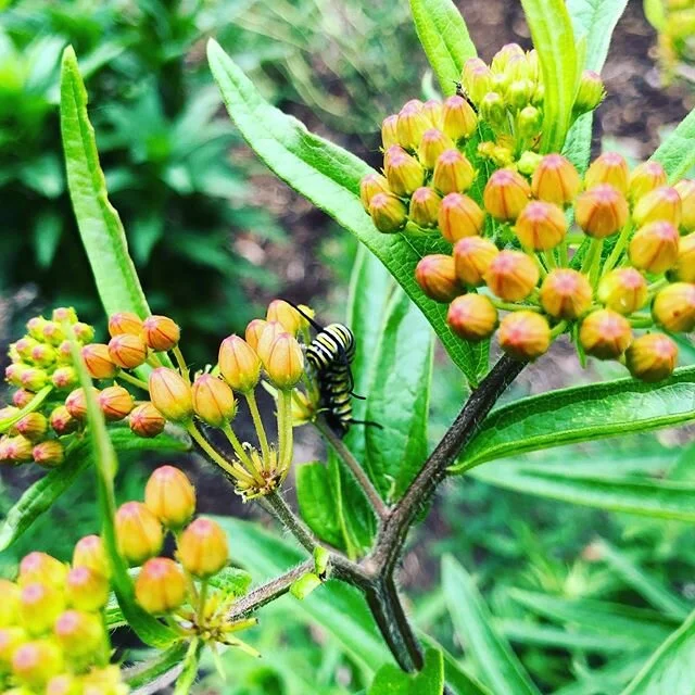What a great surprise! You always need some milkweed in your yard! #monarchbutterfly #innlandscape #milkweed