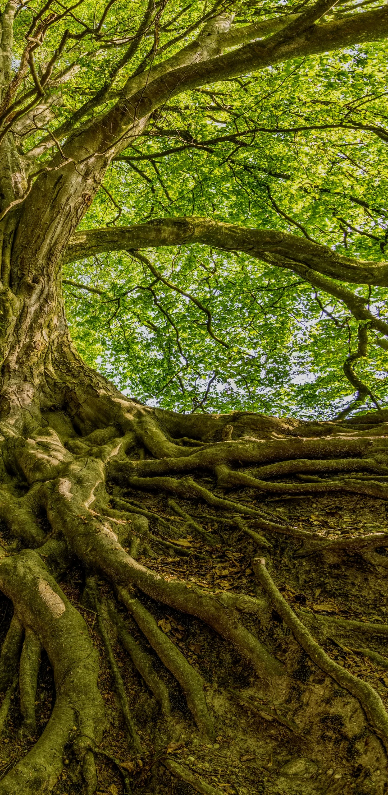 bark-beautiful-branch-1080401.jpg