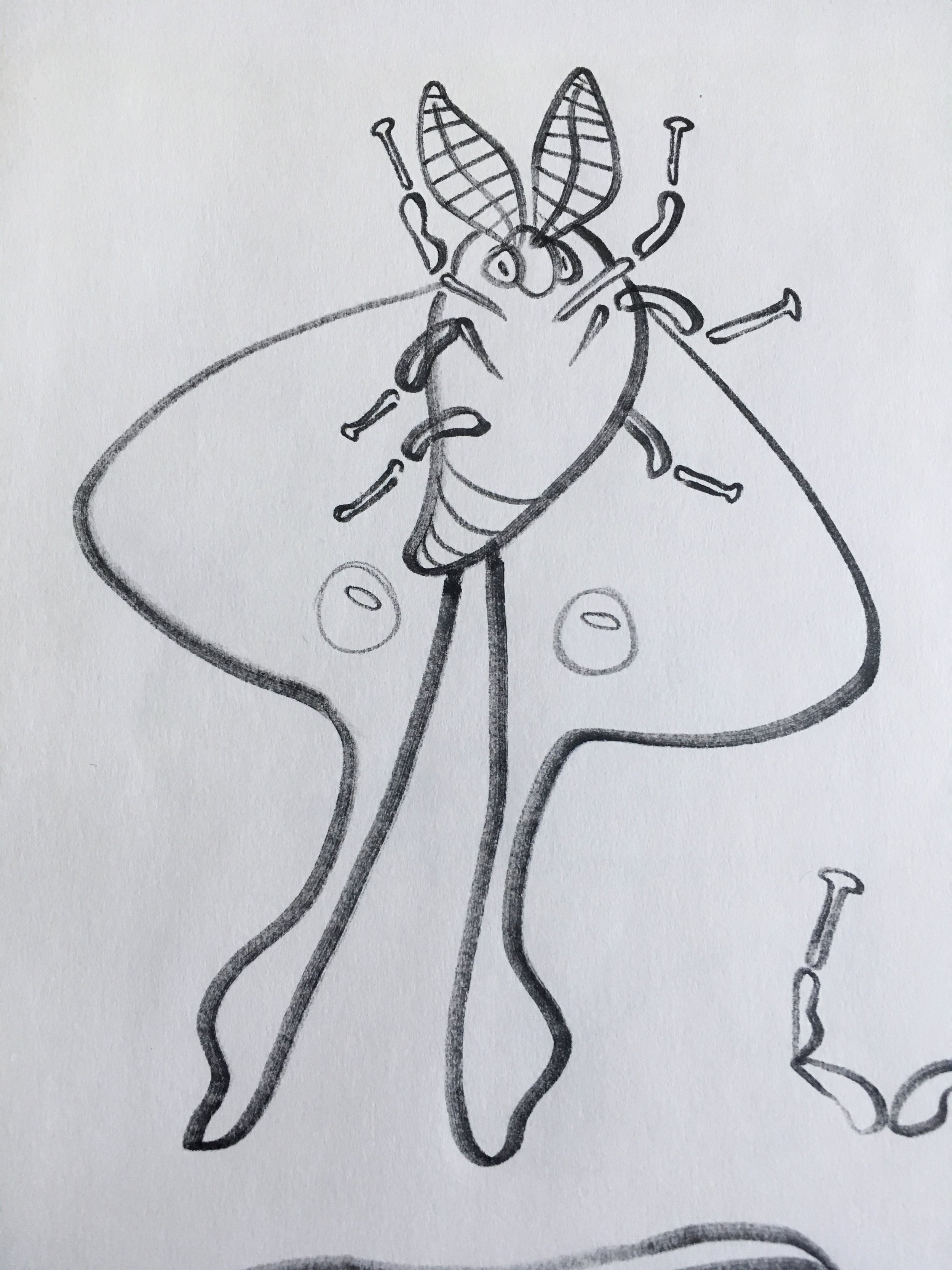 Moth Body Drawing
