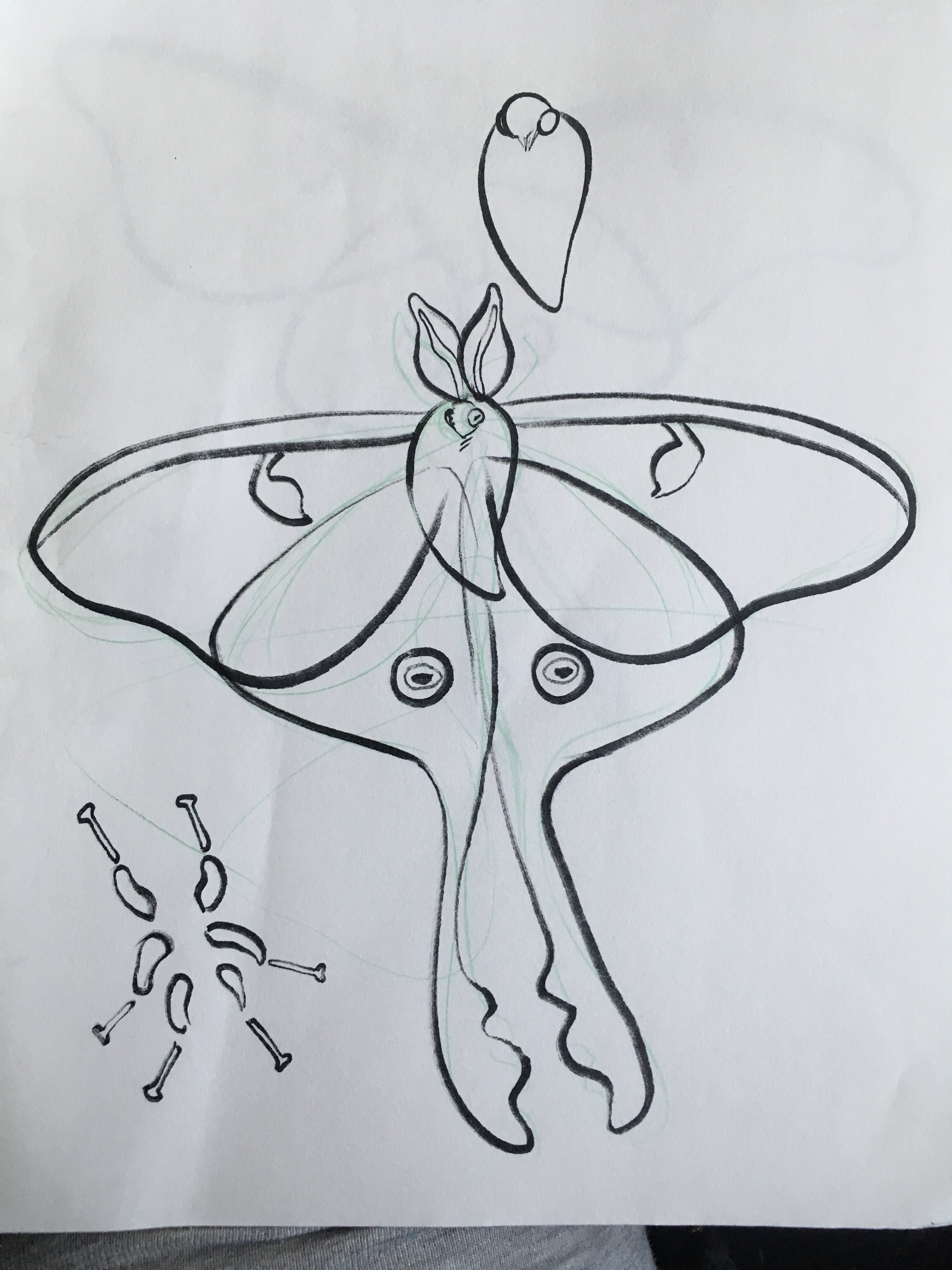 Moth Top Wings Drawing