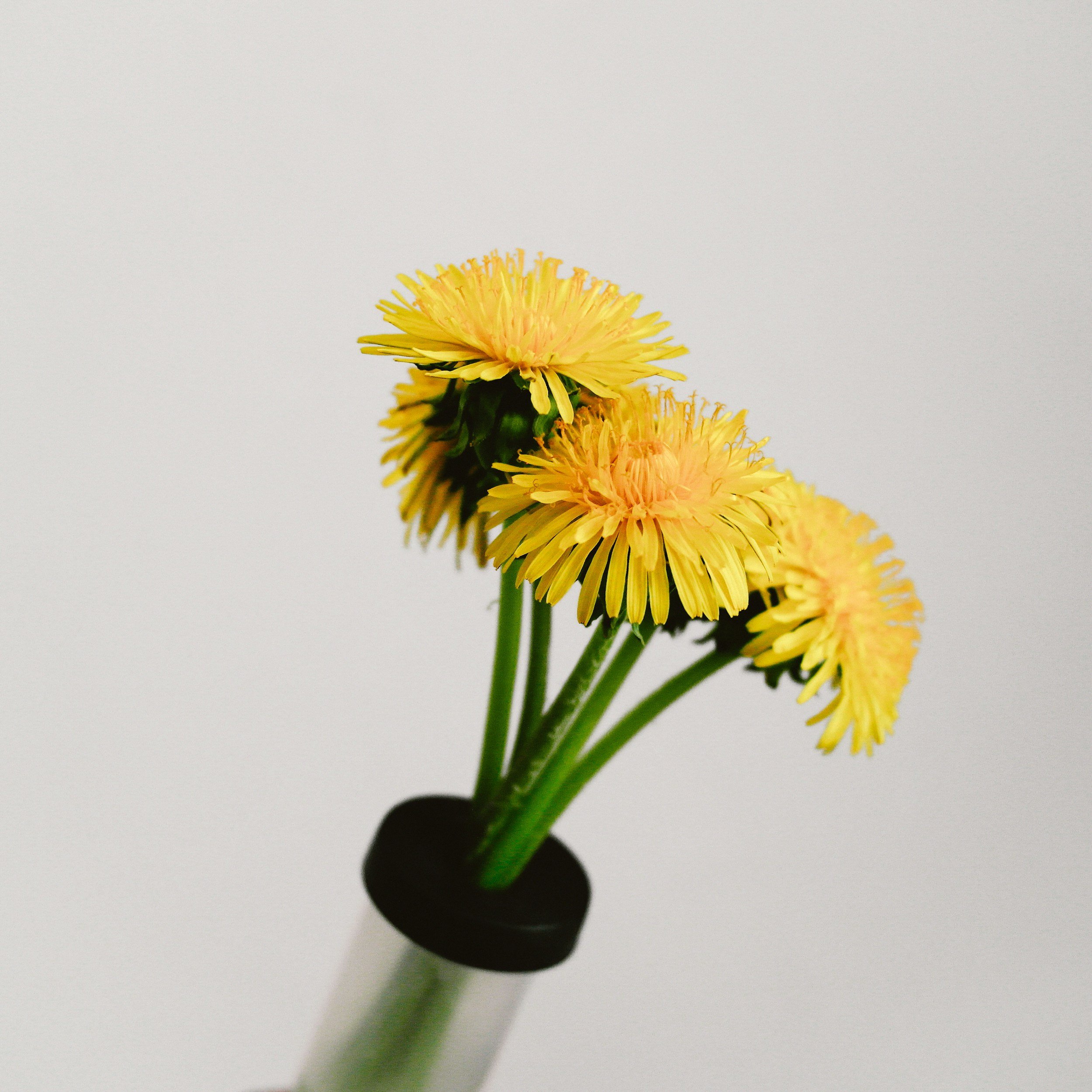 Close up of yellow dandelions in a clear vase