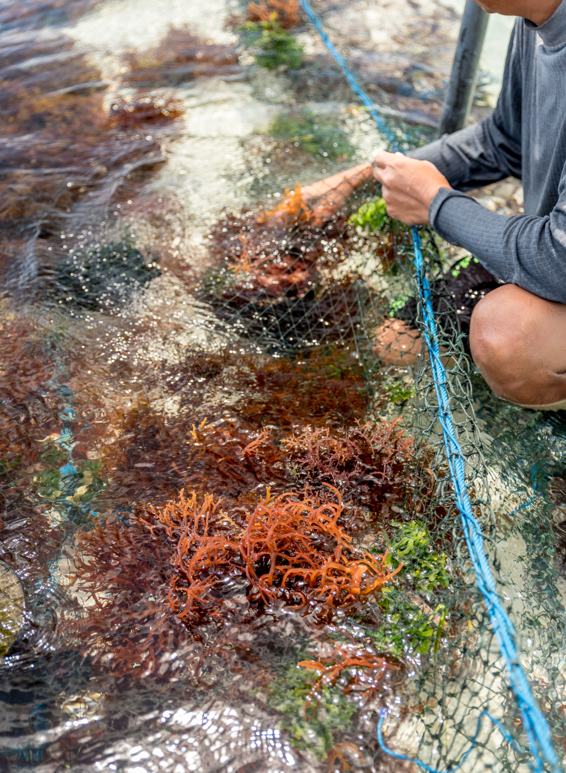 Sway Seaweed Share 2.png