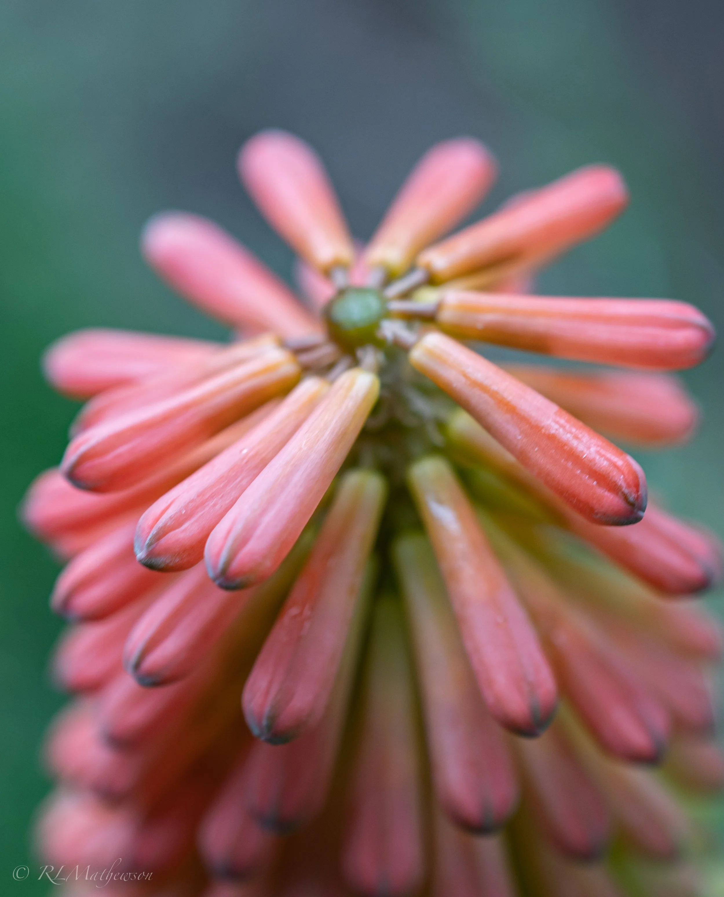 DSC_1621.jpg