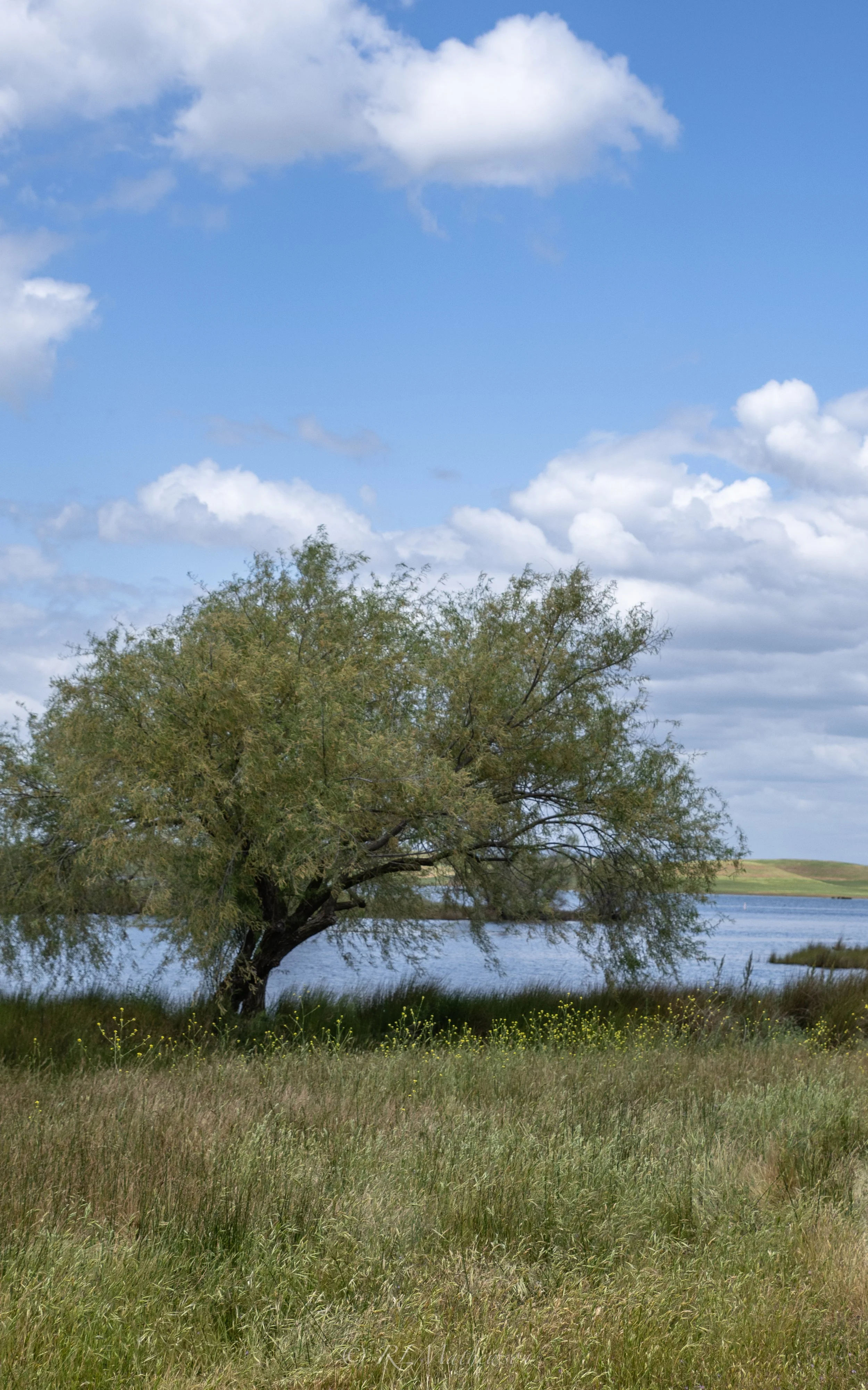 DSC_0966.jpg