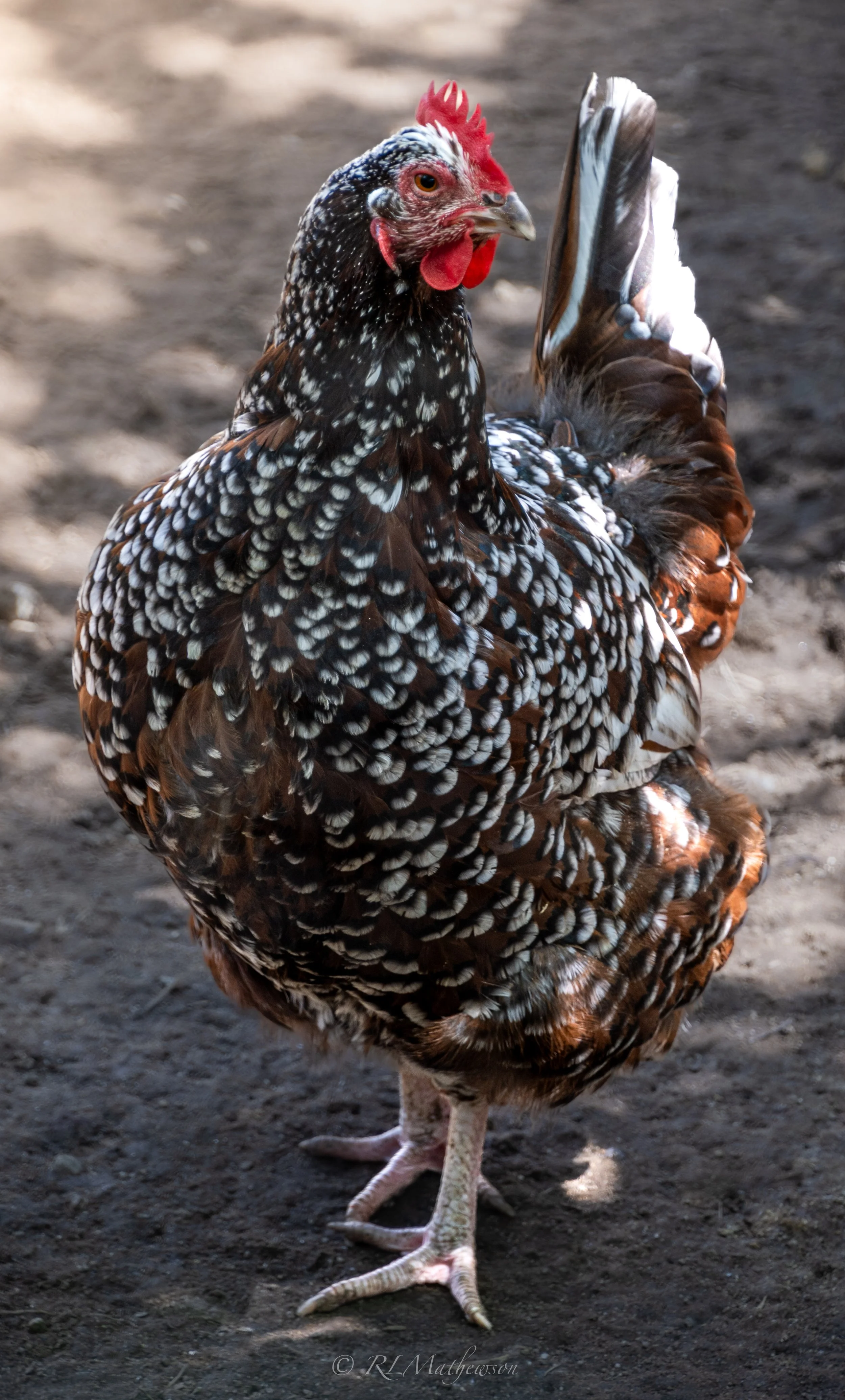DSC_2645.jpg