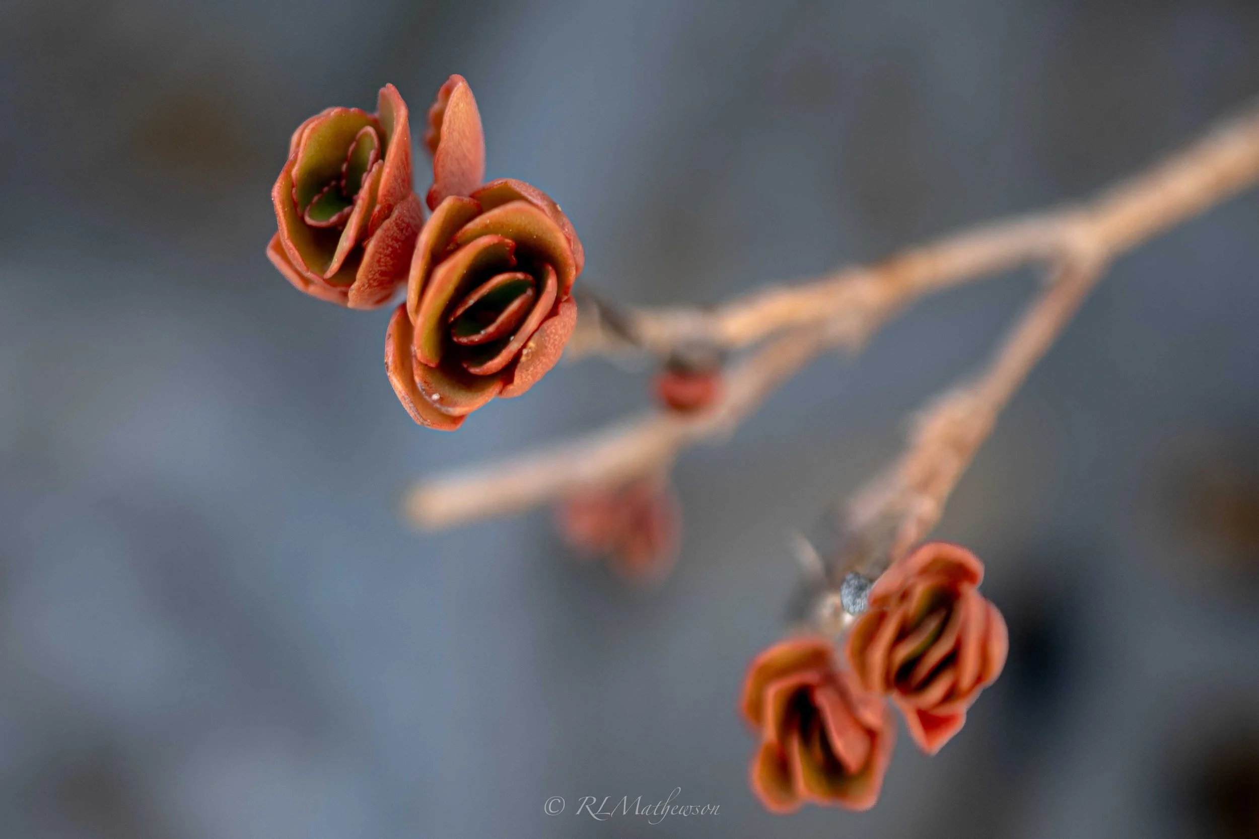 RLM_6227-HDR.jpg