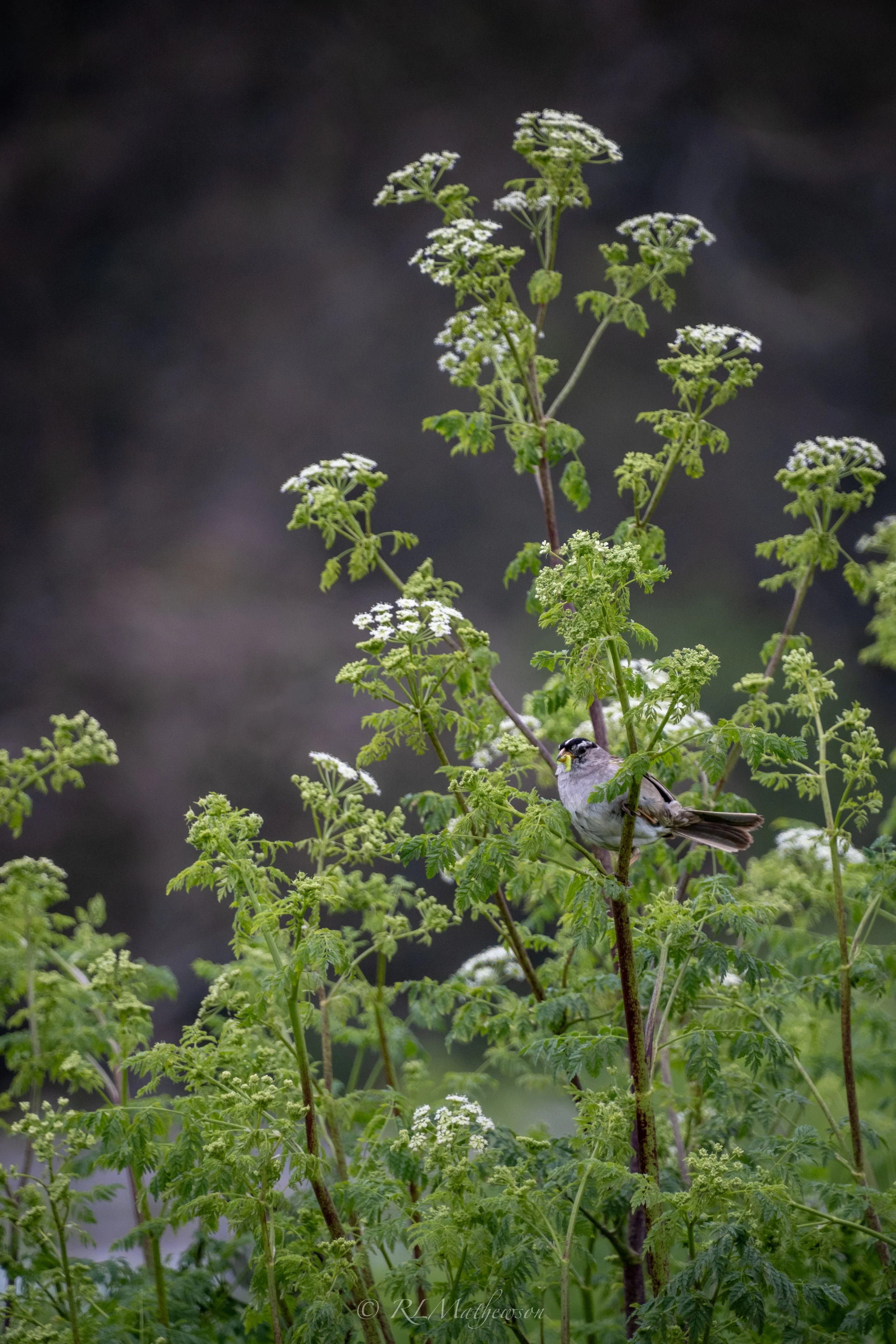 NIKON CORPORATION NIKON Z 7_2 5440x3616_002905.jpg