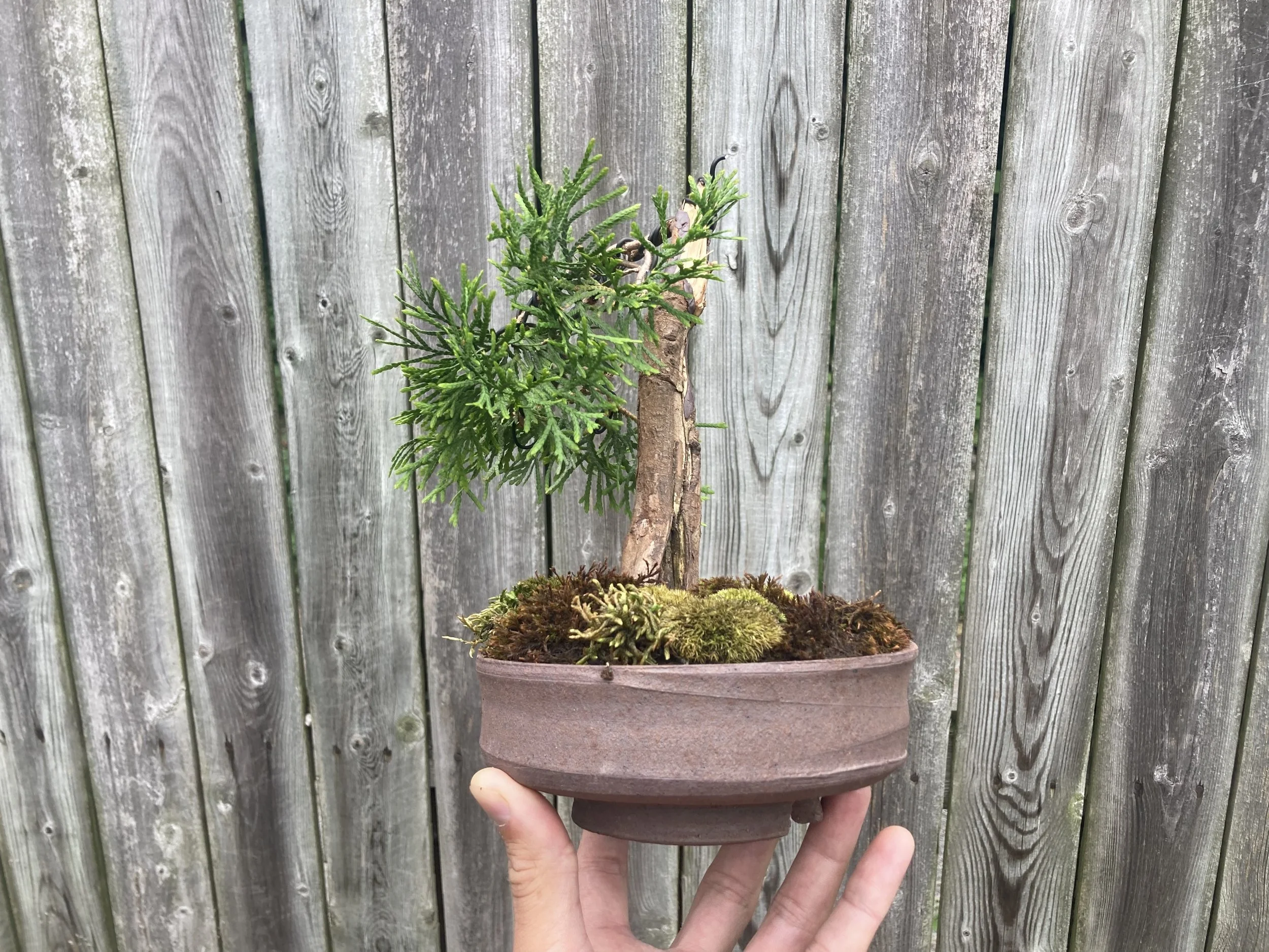 Bonsai pot with small bonsai tree in front of a fence