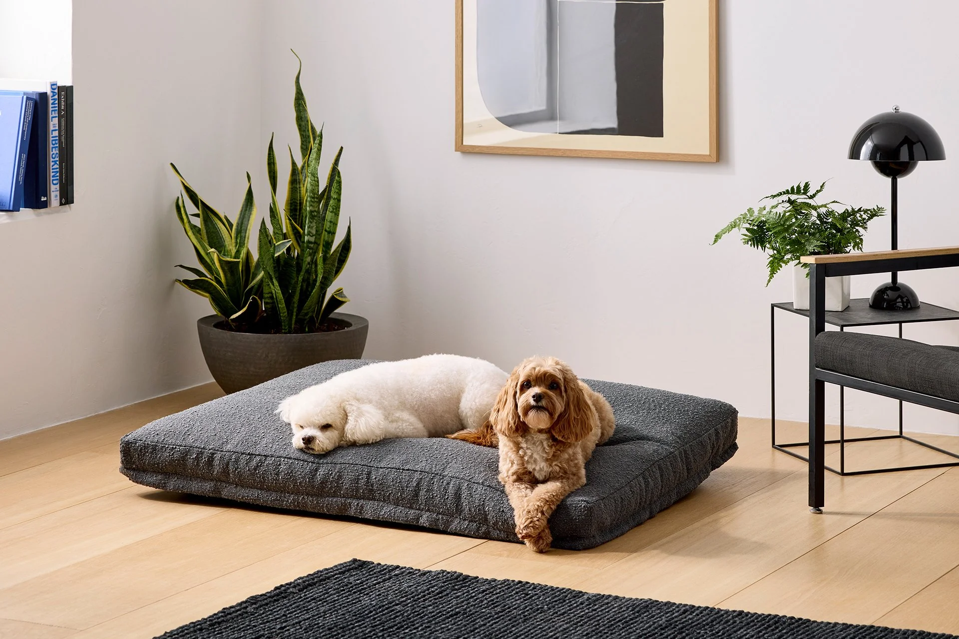 zilgreen_project-slide_saatva-dog-mattress.jpg