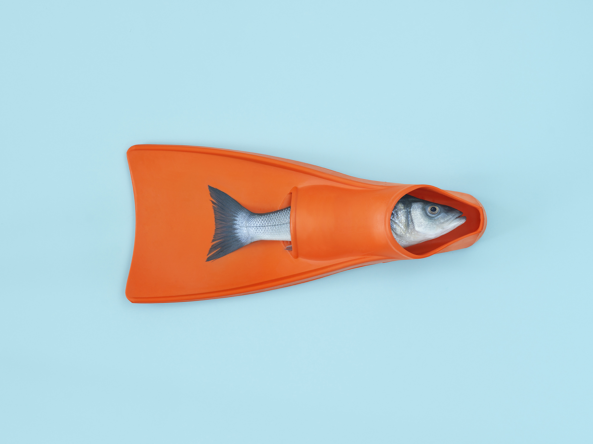 personal_how do fish sleep.jpg