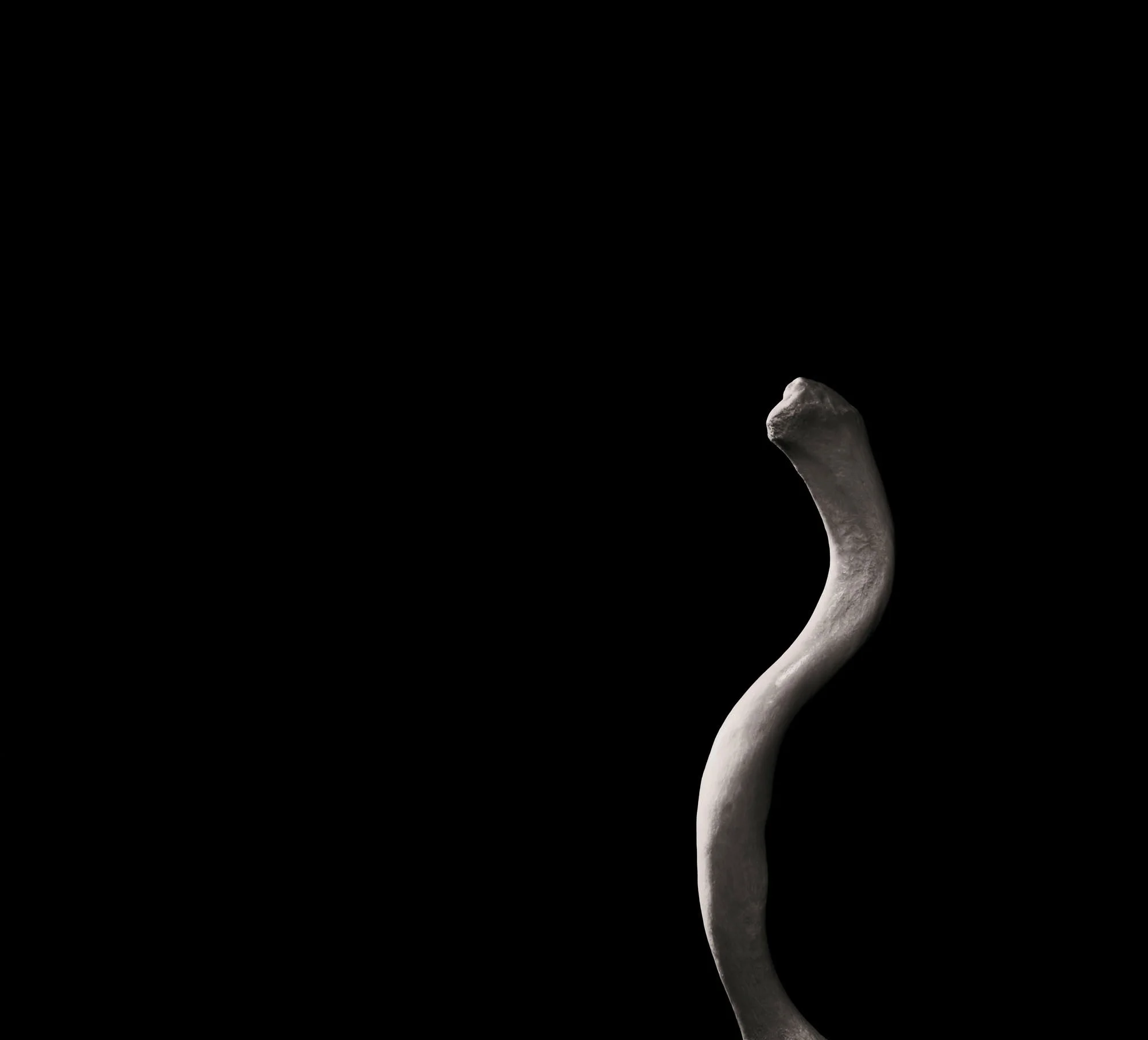 鎖骨 Clavicle