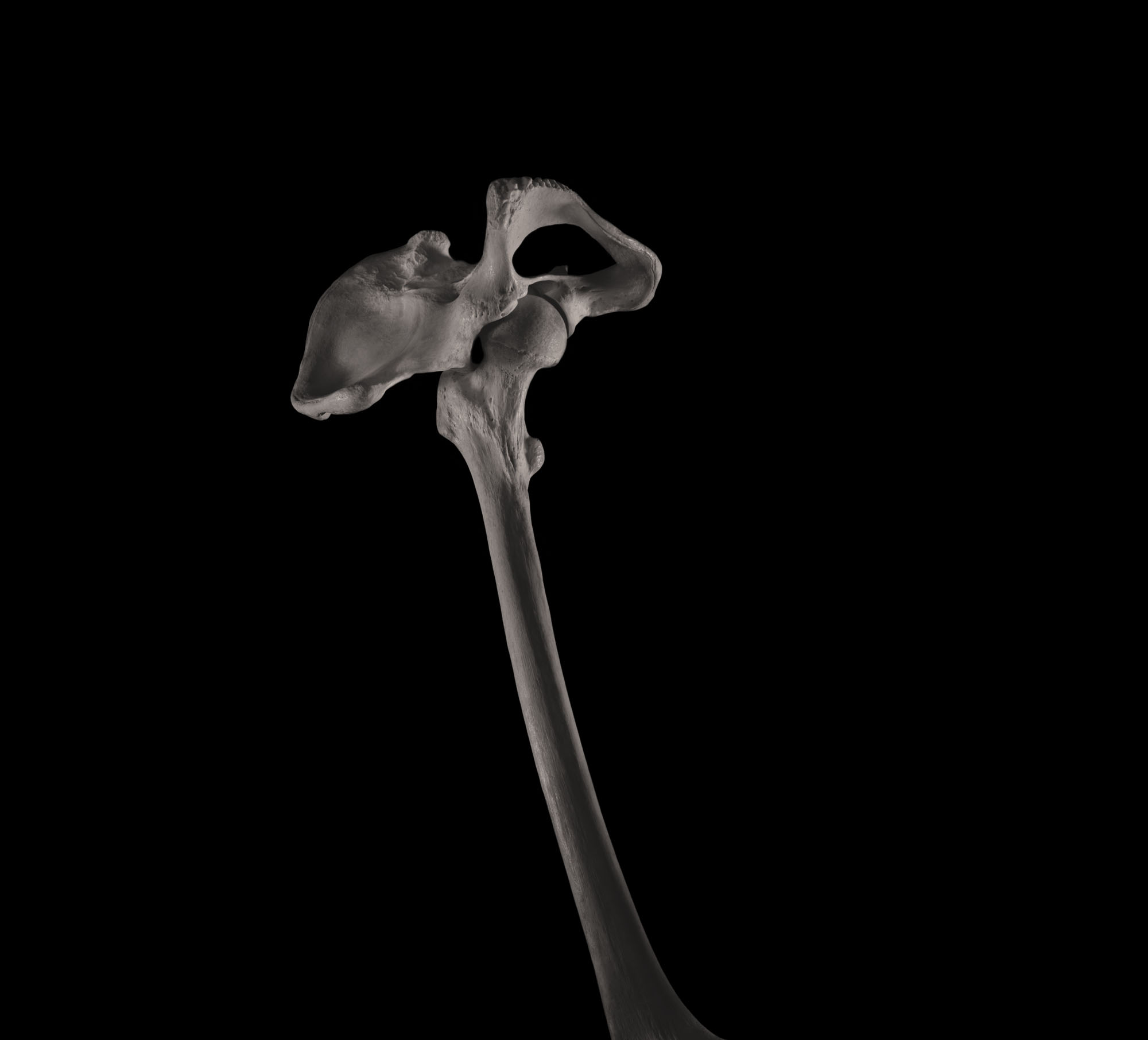 股骨、髖骨、髖關節 Femur, Hip Bone, Hip Joint
