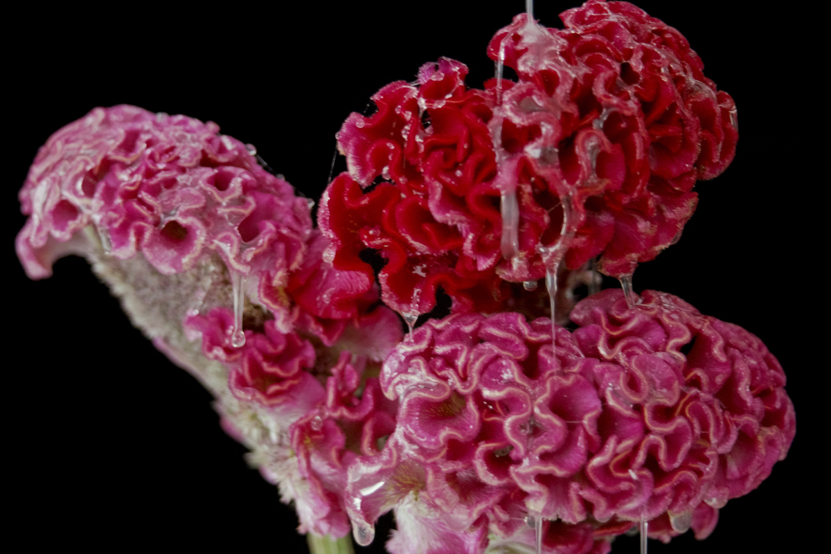 ©談瑞婷 Bella Tam,《靜物畫 Nature Morte》, 2018