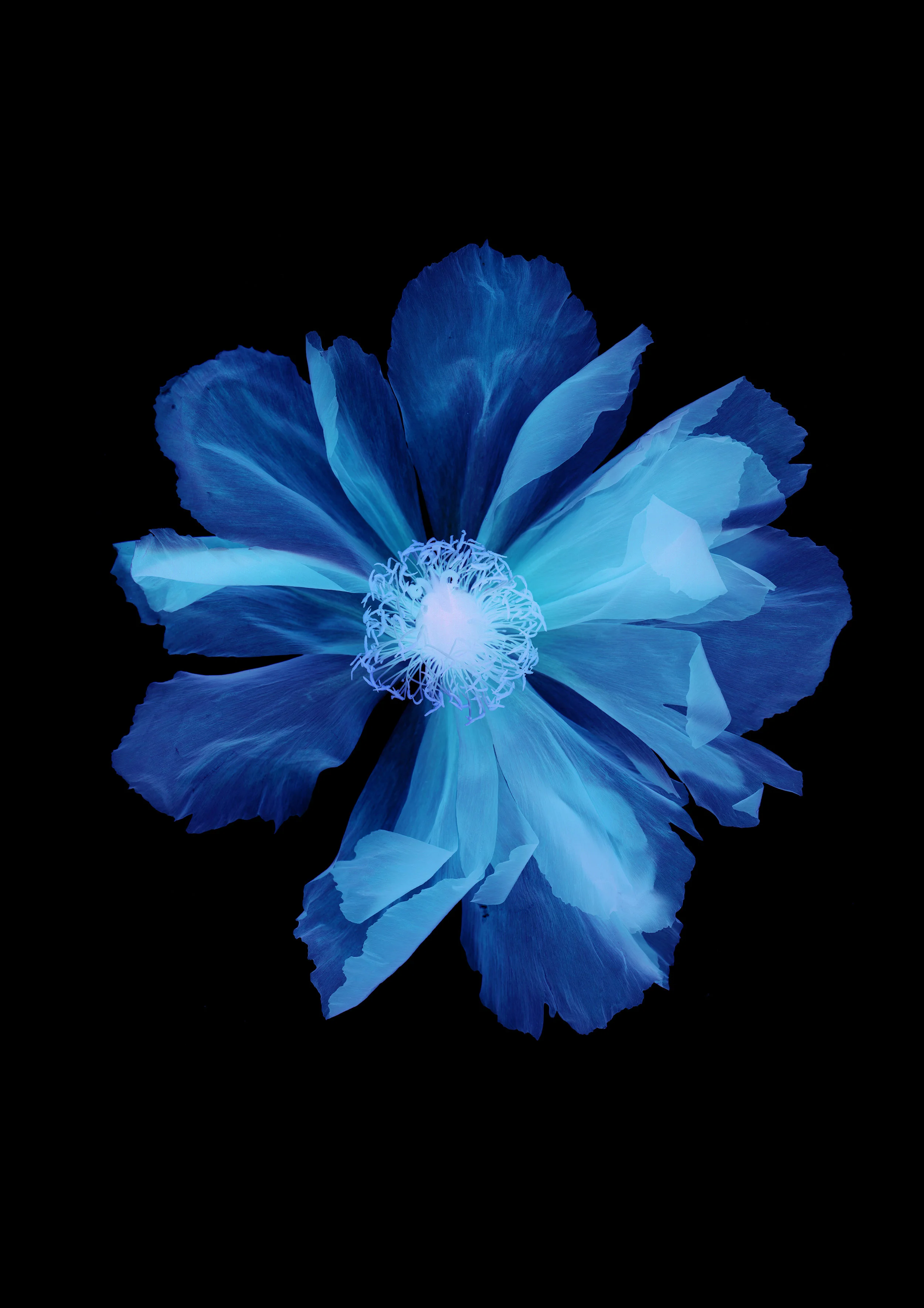 “Japanese Tree Peony 2” by Yoichiro Nishimura, Fabrik Gallery, Hong Kong, Room 4324