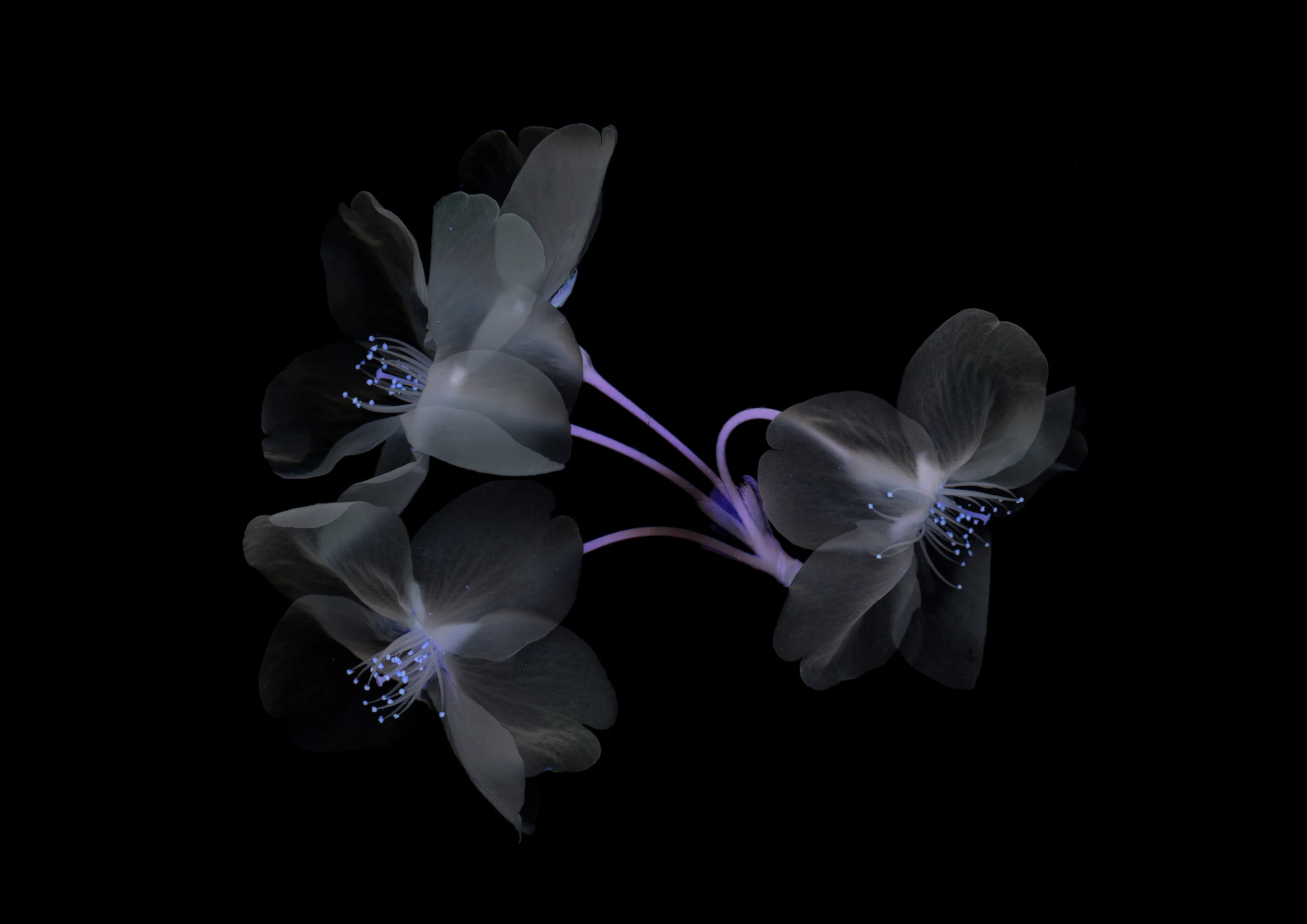“Wild Cherry Blossom I” by Yoichiro Nishimura, courtesy of Fabrik Gallery