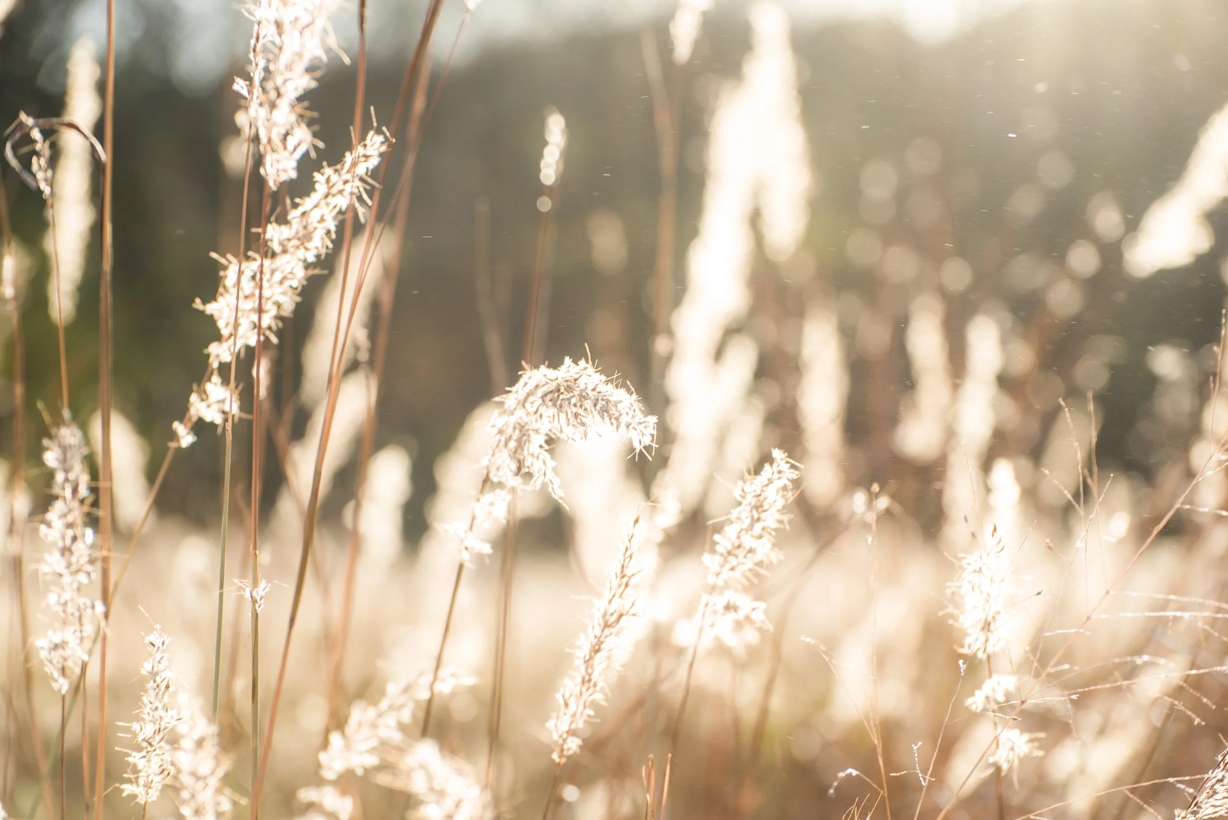 Ringing in the New Year! 