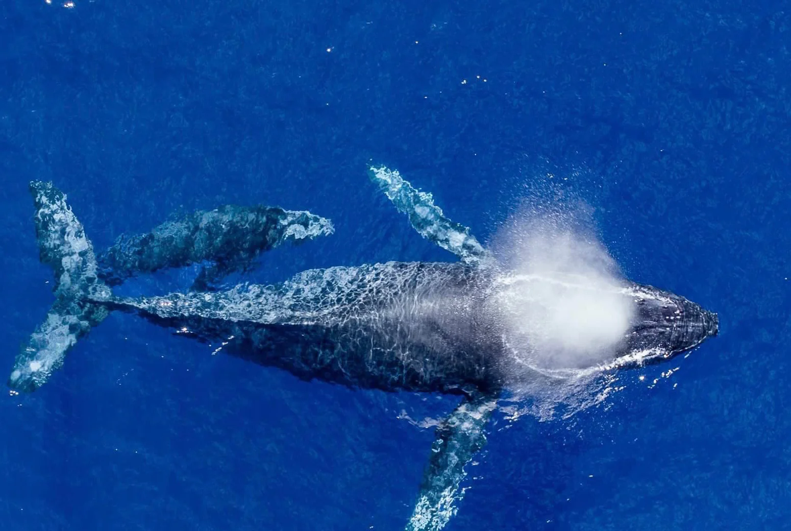 whales_rotated.jpg