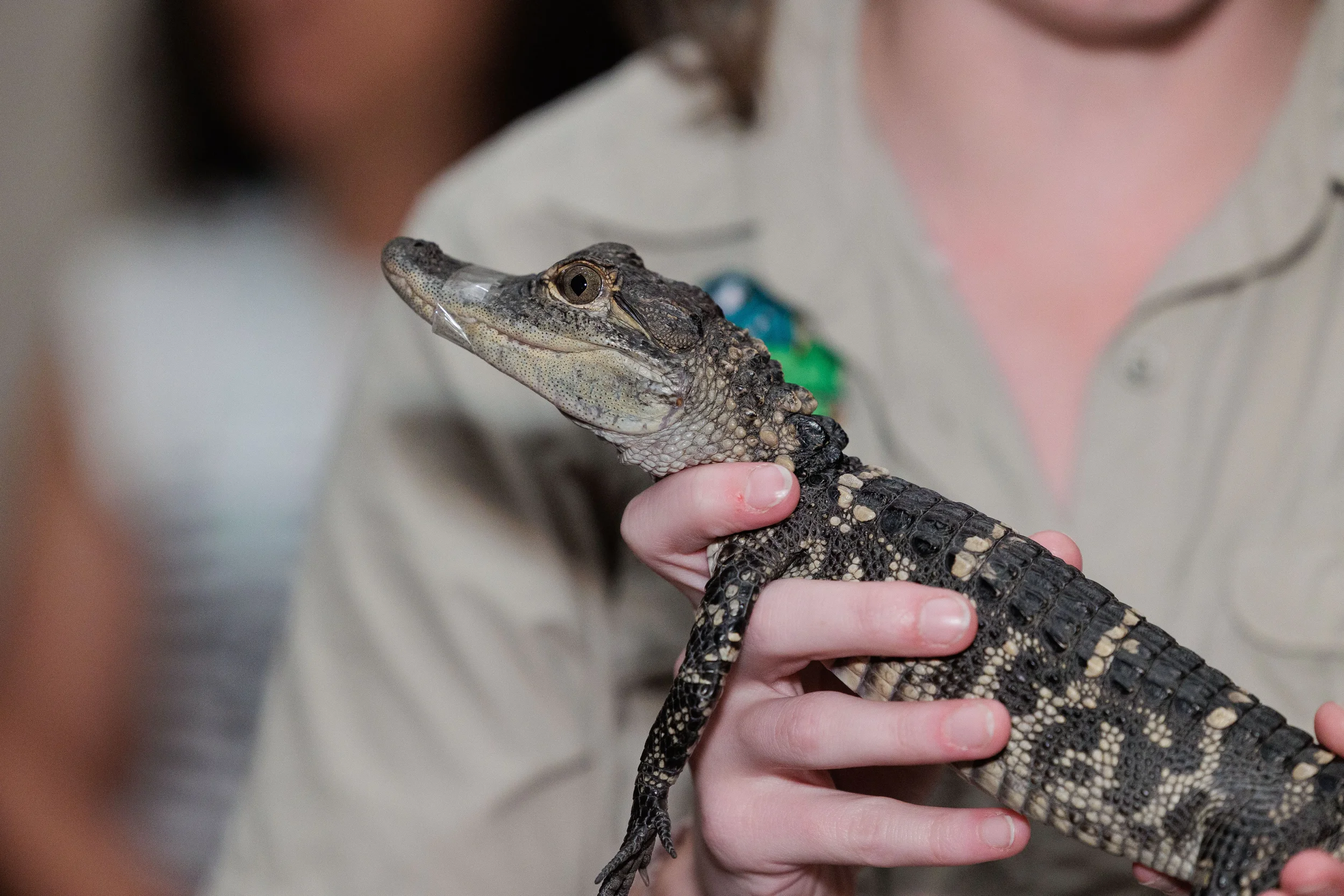 Handler holds small baby alligator closeup at Orlando corporate conference networking event