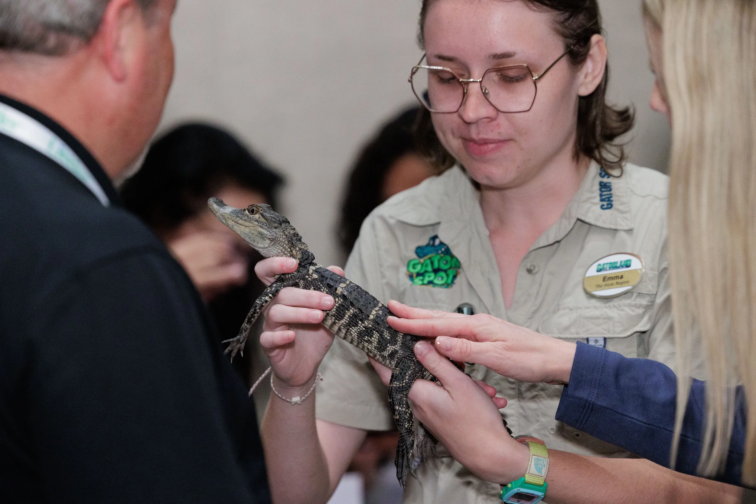 Wildlife handler presents baby alligator to attendees at Orlando corporate conference networking event