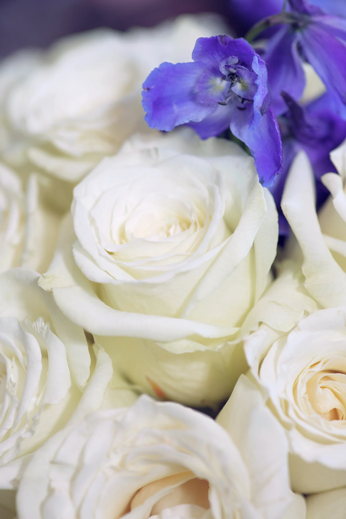 Evelyn and Steve wedding8.jpg