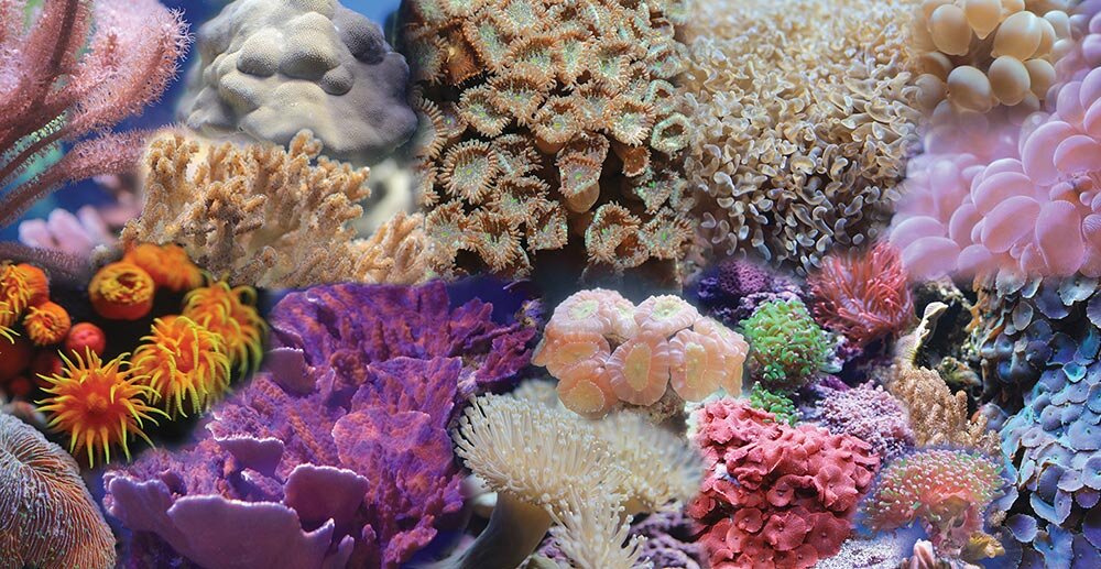 collages-corals.jpg