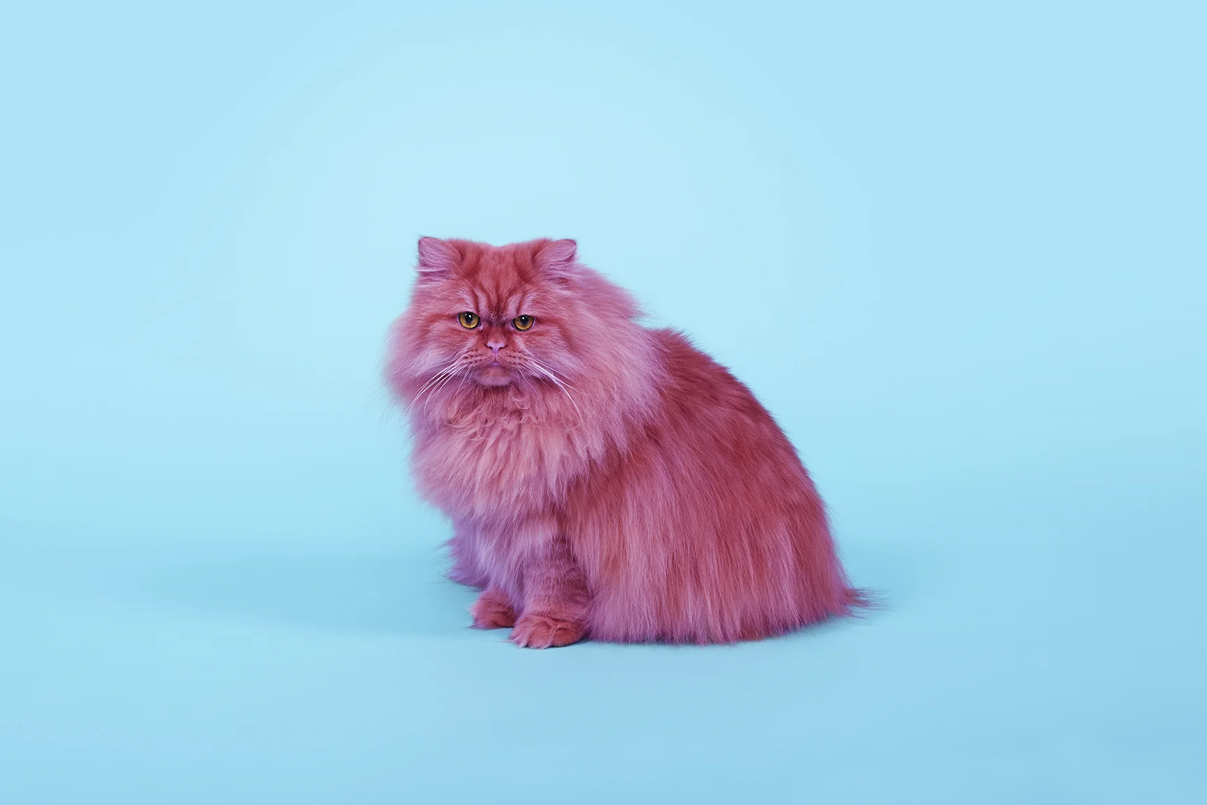 Frido the pink cat