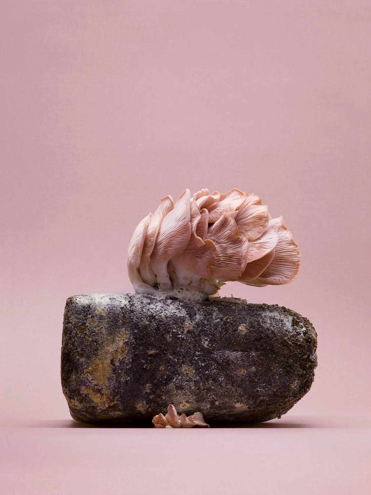 Fungi_Pink.jpg