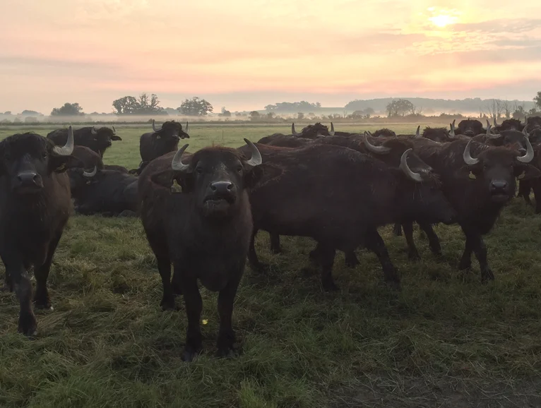 COWs2.jpg