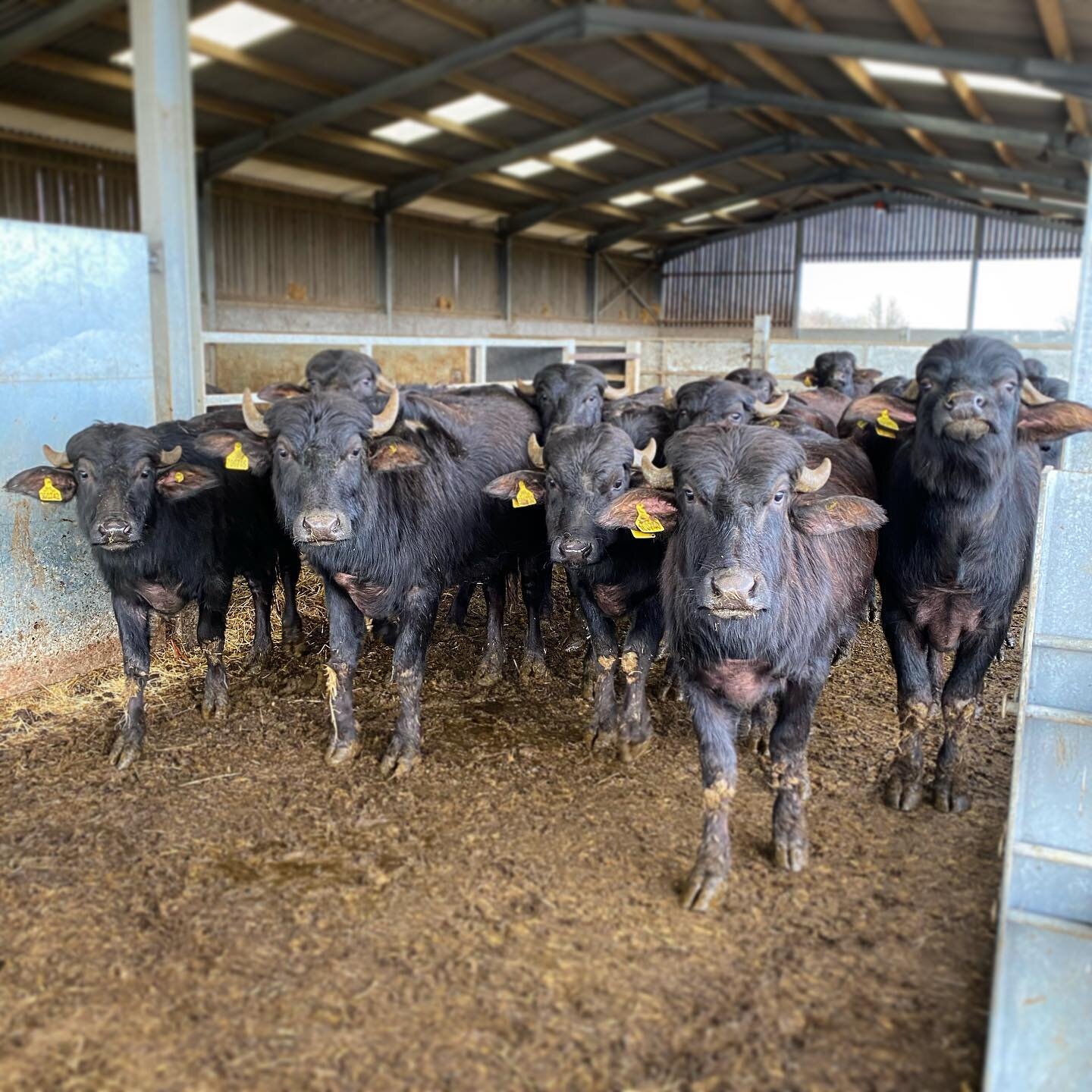 Hello Buffs! Always looking to see what&rsquo;s going on. Happy to be inside, keeping warm and out of all this cold wet weather. #buffalo #stayingwarm #waterbuffalo #winter #happy #hello #farminglife #sustainablefarming #slowfood