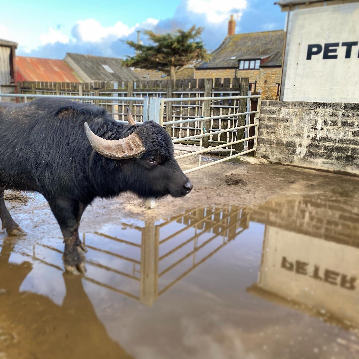 *STILL OPEN*
Alright Pet!! Our new young Italian man becoming top bull within the dairy herd. 
On another important note! We need to let everyone know the road between Ilchester and our shop will be closed from tomorrow for up to 10-14 days😞We hope 