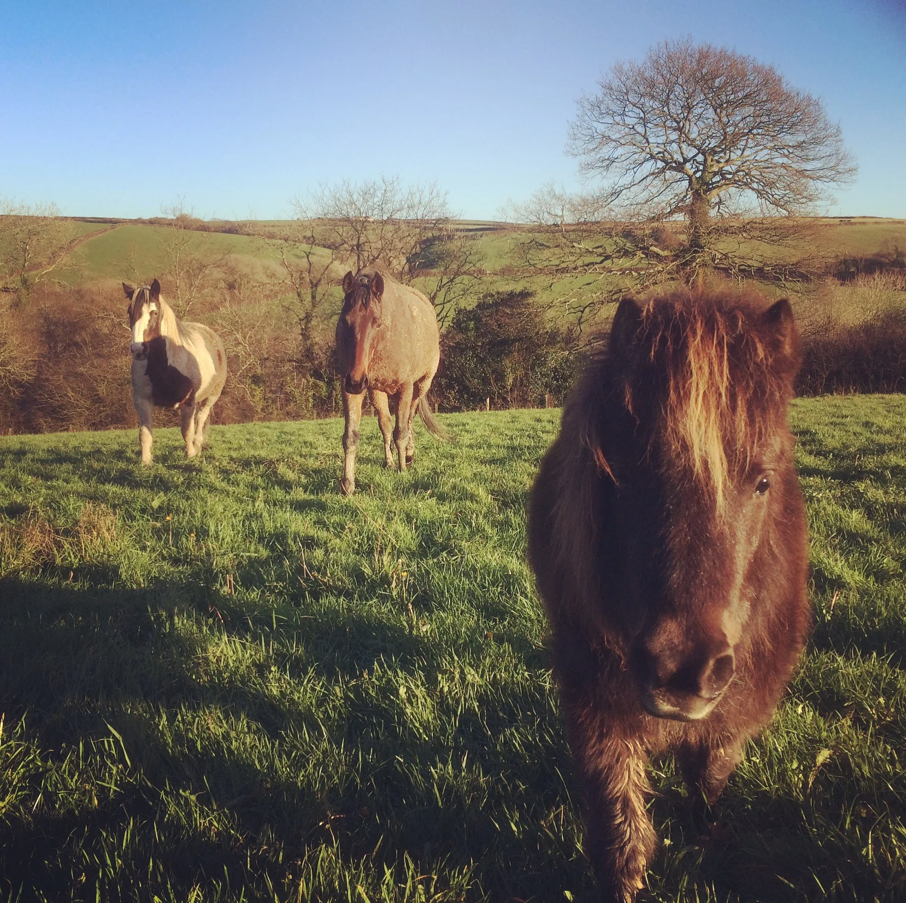 Laminitis - a life without grass