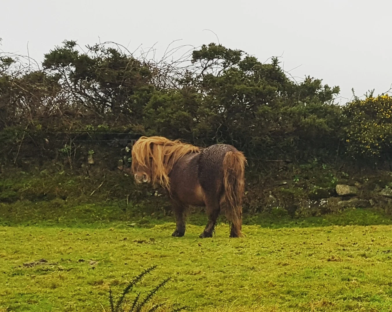 The Ethics of Handling Feral Ponies