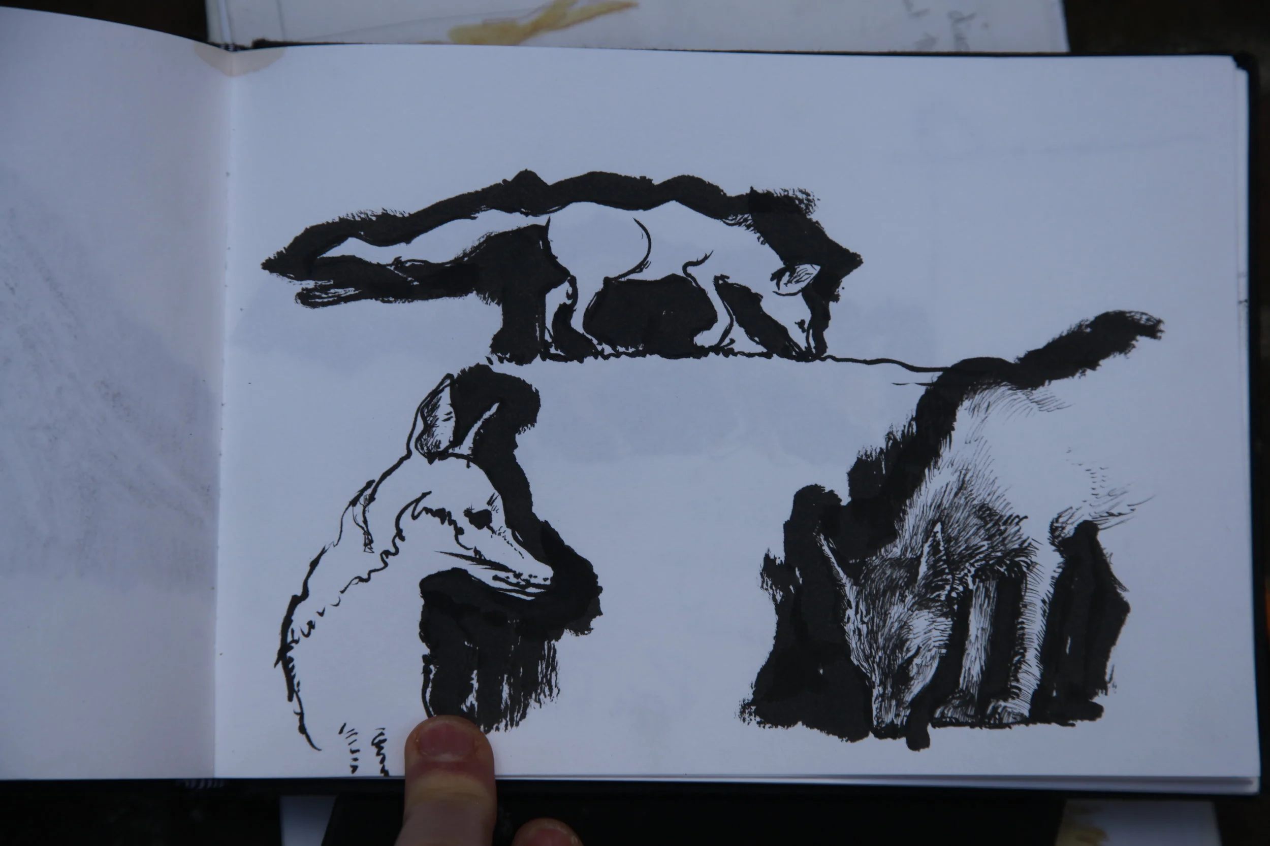 The foxes have been spotted...