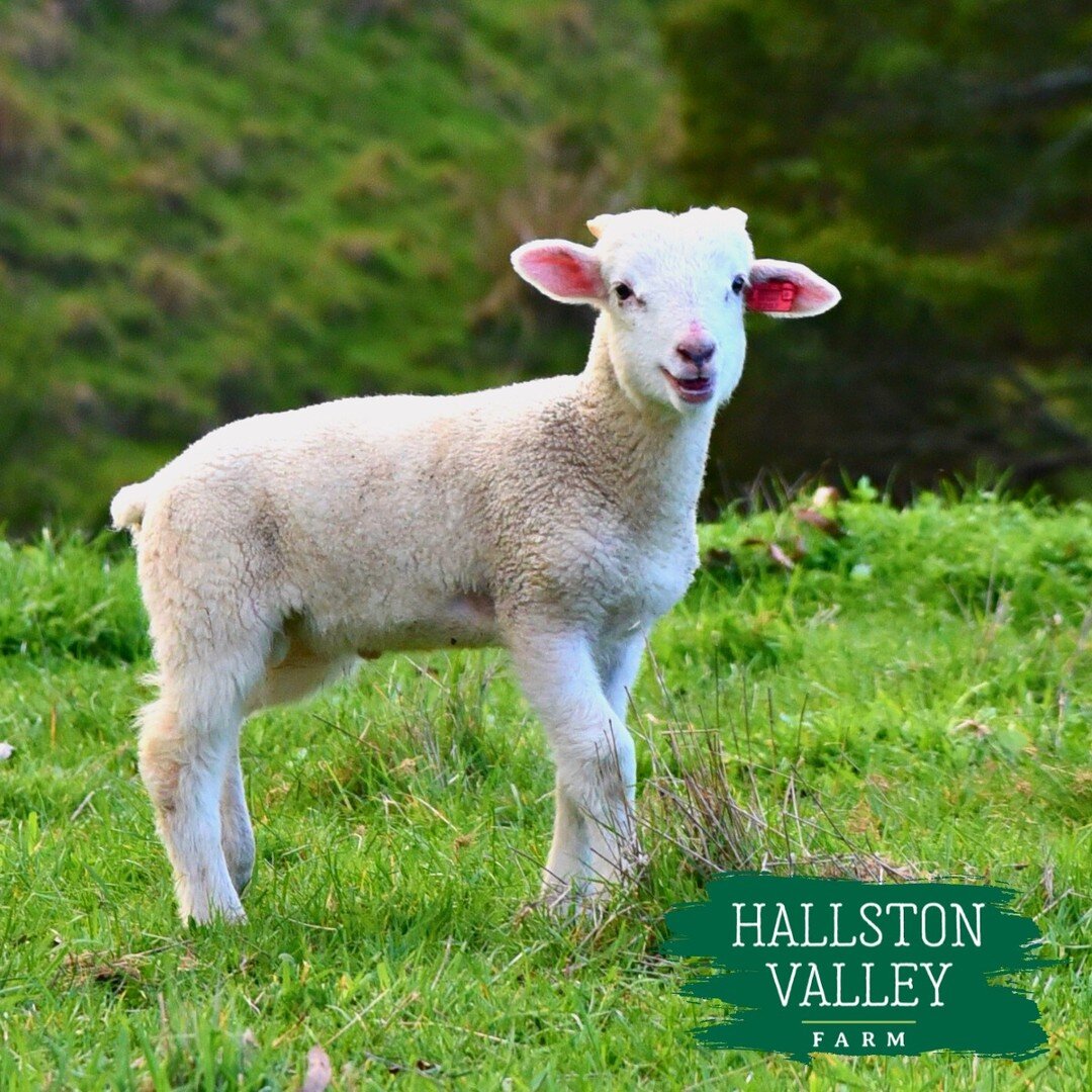 How to strike and kill a photoshoot? Well, ask this cute and happy #HVF little lamb here! 😊💚 That smile of yours definitely made our day! So genuine! 🤩
#hallstonvalleyfarm #wiltshirehorn #lamb #lambing