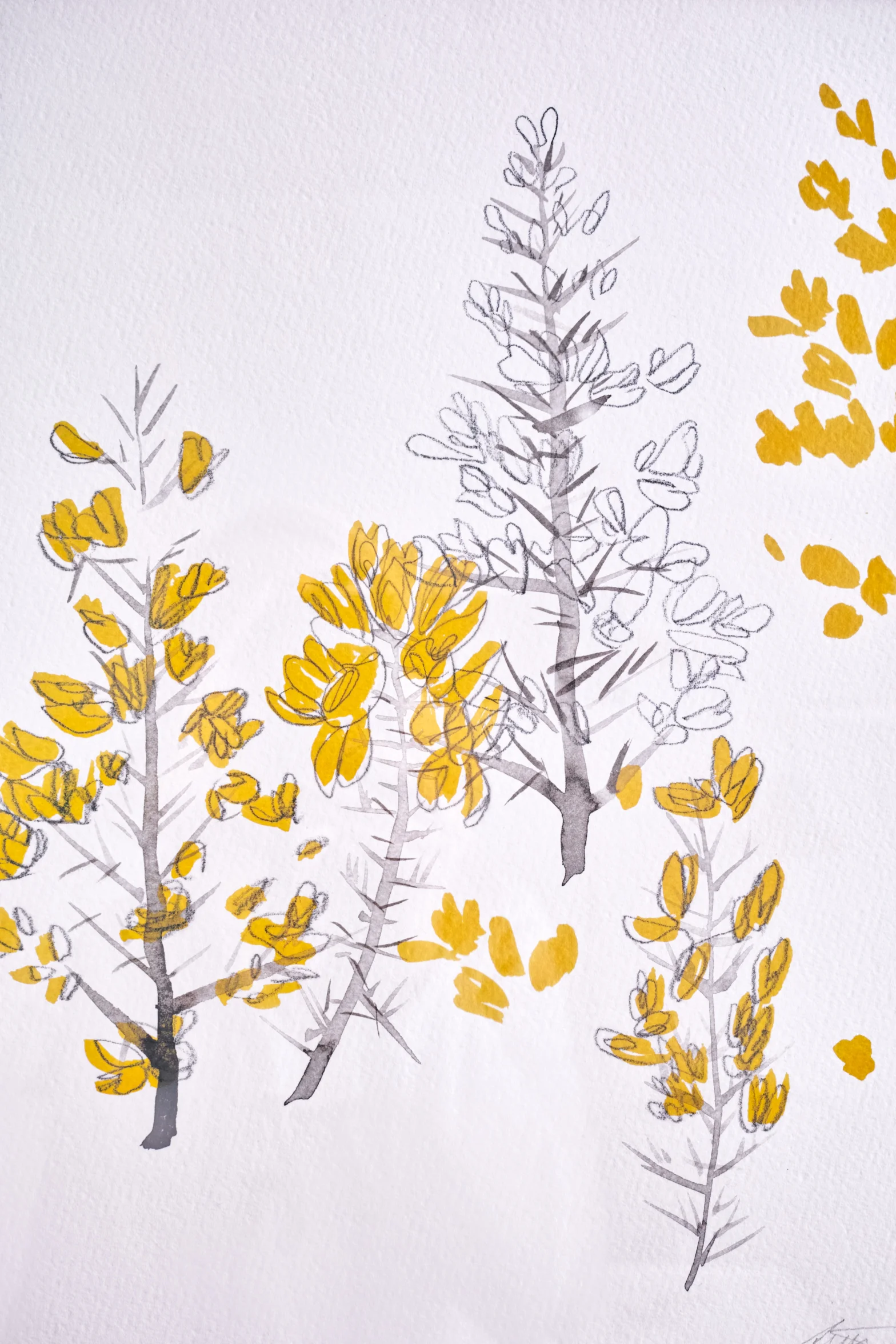Gorse-2.jpg