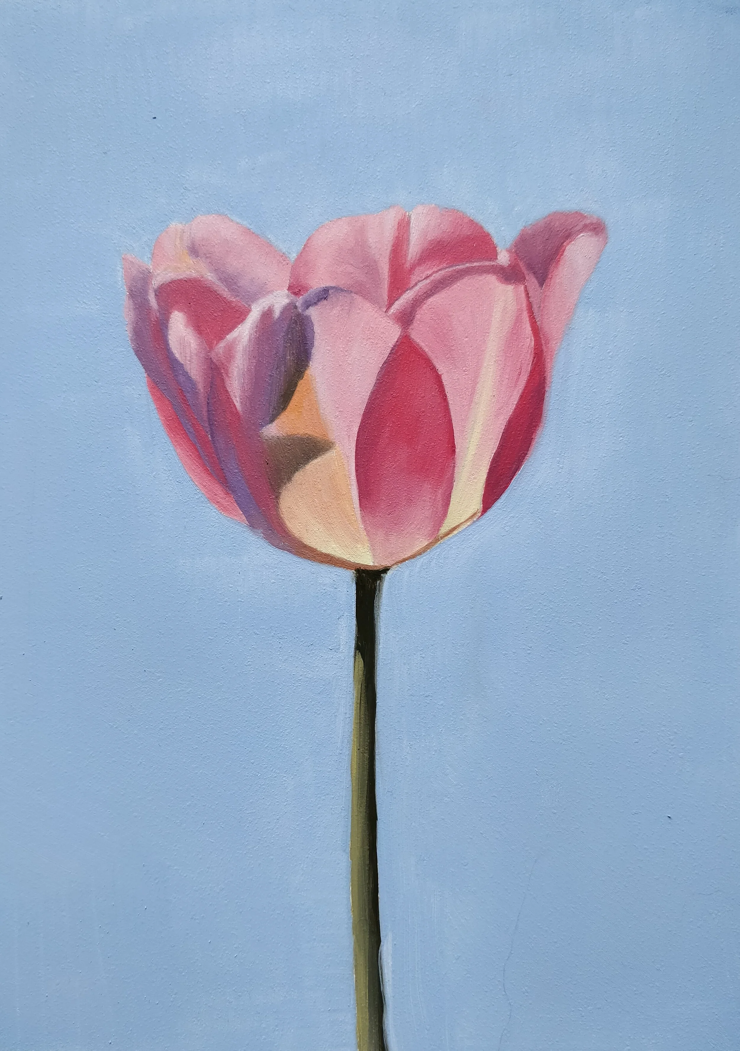 Tulip