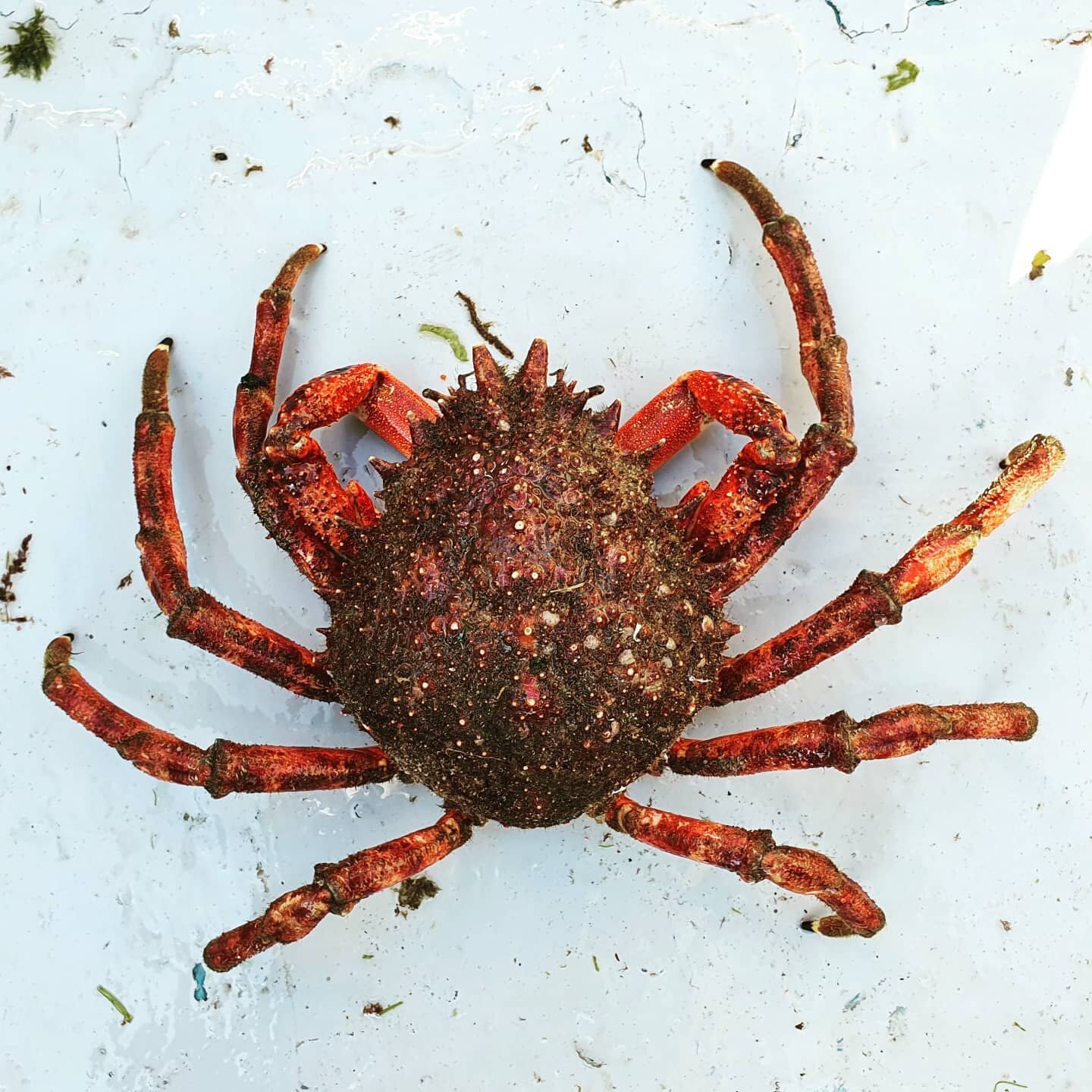 European Spider Crab (Maja squinado). Although not widely eaten in Ireland these crabs are very tasty but with a strong spiky shell. County Donegal, Ireland.
@lobsterrollco 

Cormacscoast.com 

#wildatlanticway #walkingtours #failteireland #discoveri