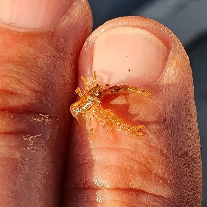 A small Squat Lobster - (possibly Galathea strigosa), County Donegal, Ireland.

Cormacscoast.com 

#wildatlanticway #walkingtours #failteireland #discoverireland #fillyourheartwithireland #KeepDiscovering #shorefinds #lowtidetreasures #marinelife #bi